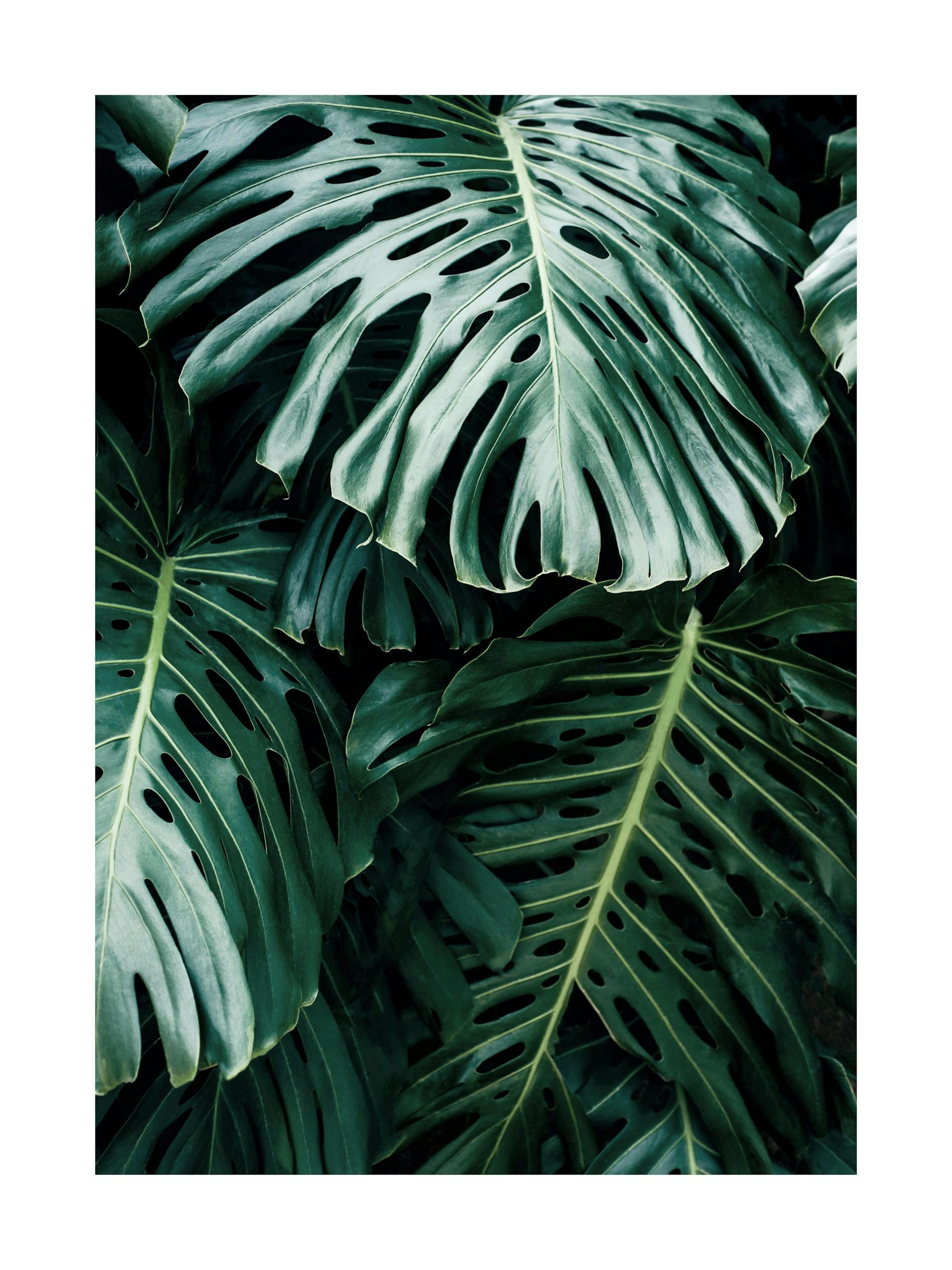 A poster featuring a close-up of dark green monstera leaves with natural holes and prominent veins.