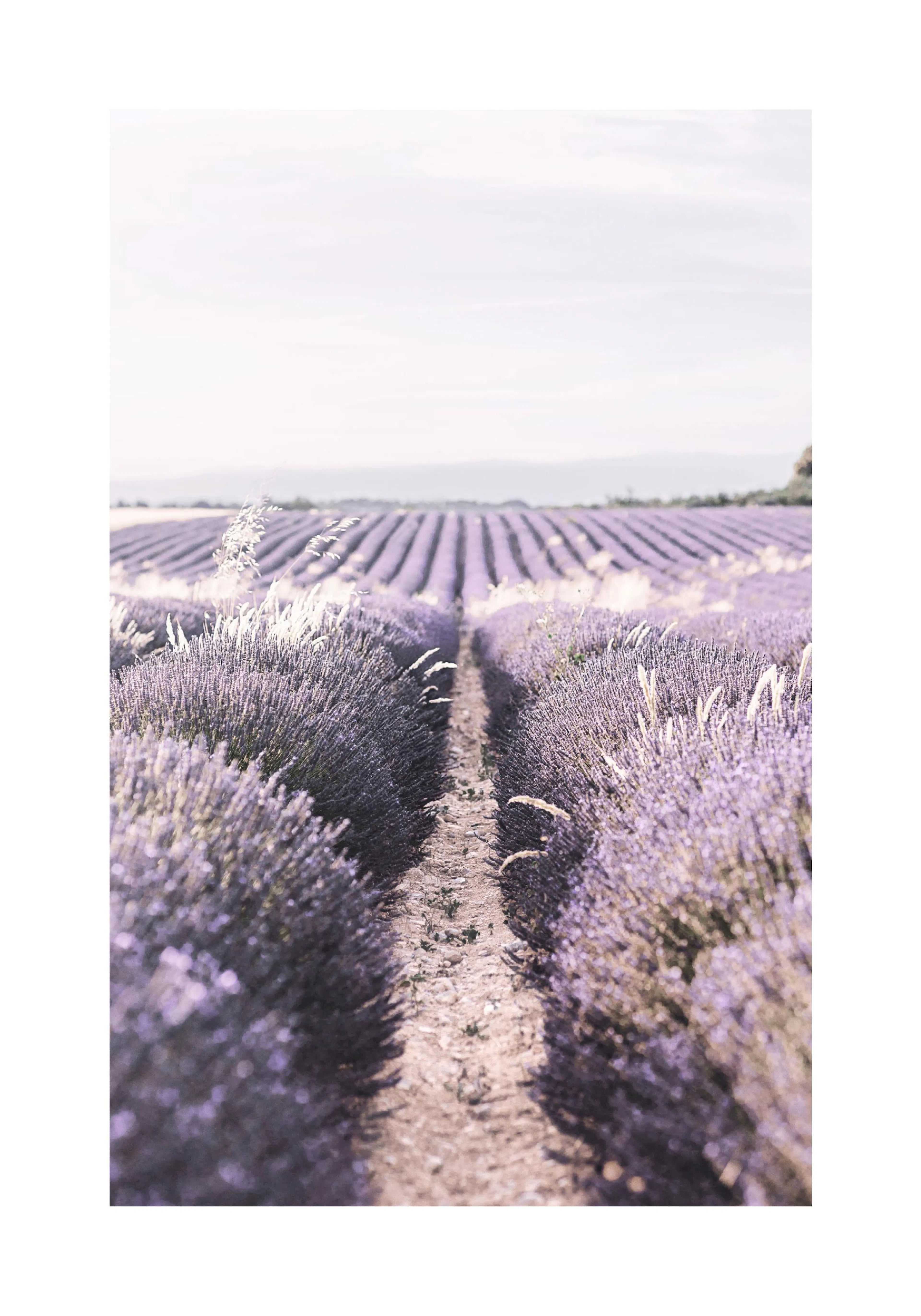 A poster of a pathway through a vibrant lavender field with rows of purple flowers under a bright sky.