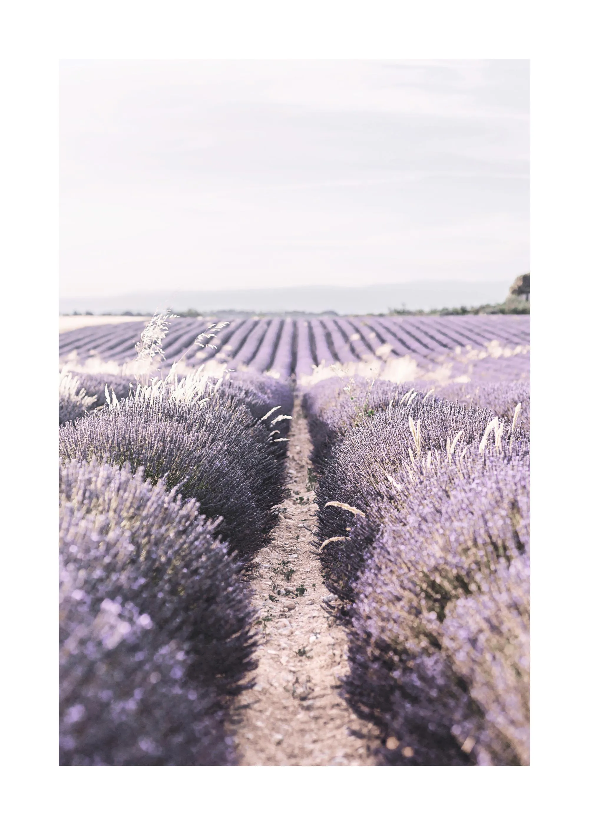 Poster eines langen Lavendelfeldes mit lila Blumenreihen, die in der Ferne verschwimmen, und einem Weg in der Mitte.