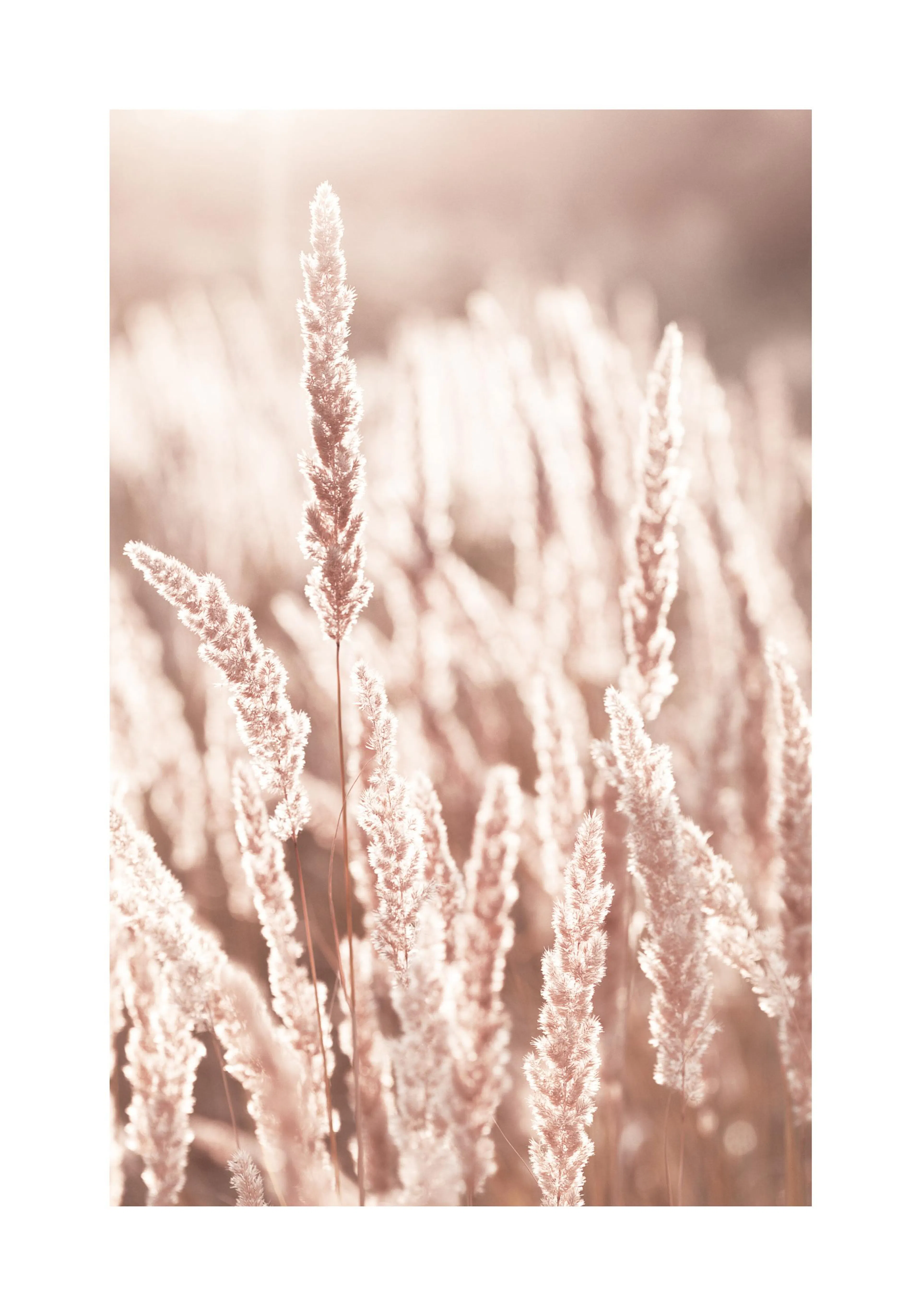 A poster featuring a close-up of fluffy, light brown ornamental grass bathed in warm sunlight, creating a soft, ethereal glow.