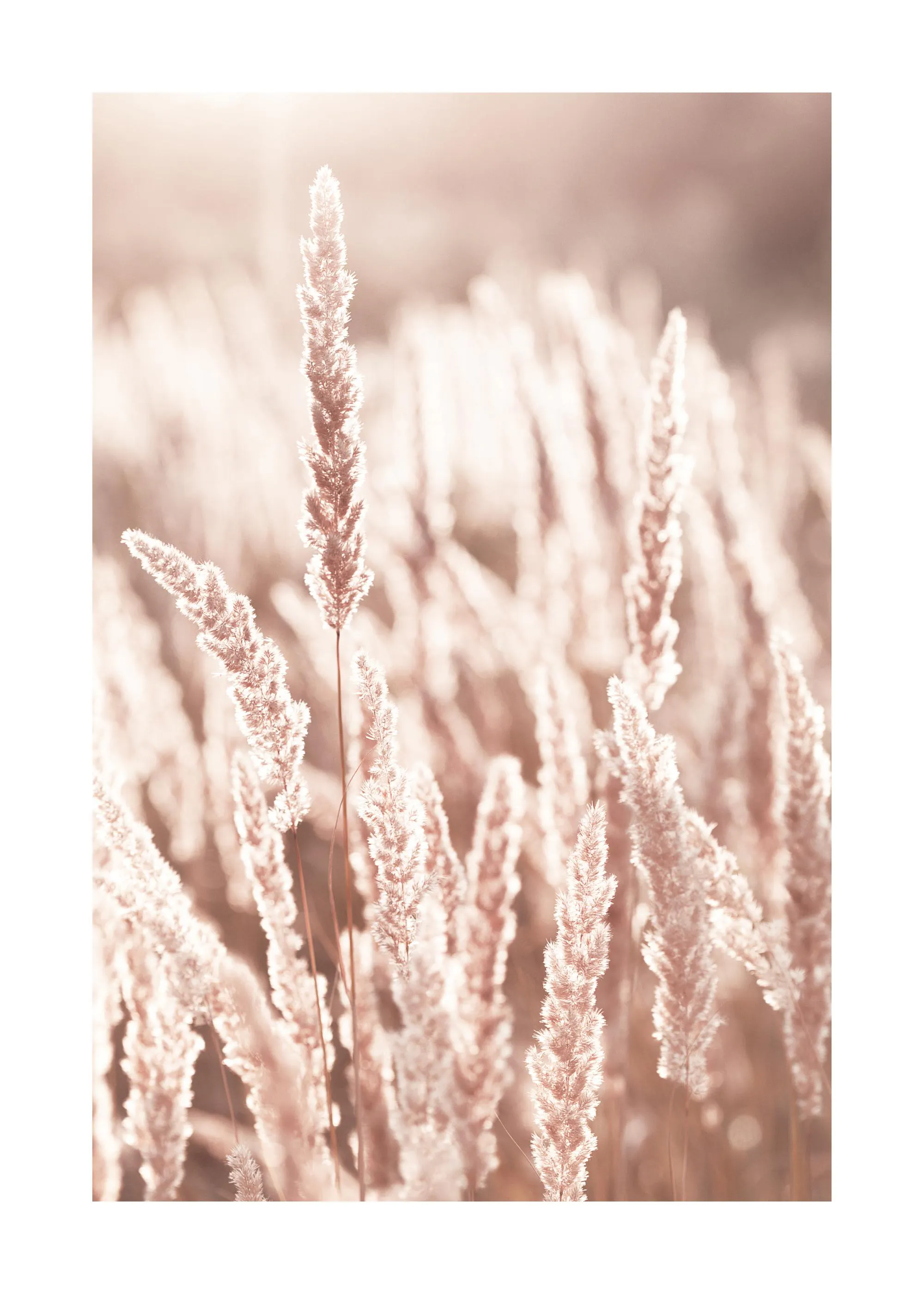 Plakát s detailním záběrem na suché stébla trávy v teplém podzimním světle s rozostřeným pozadím.