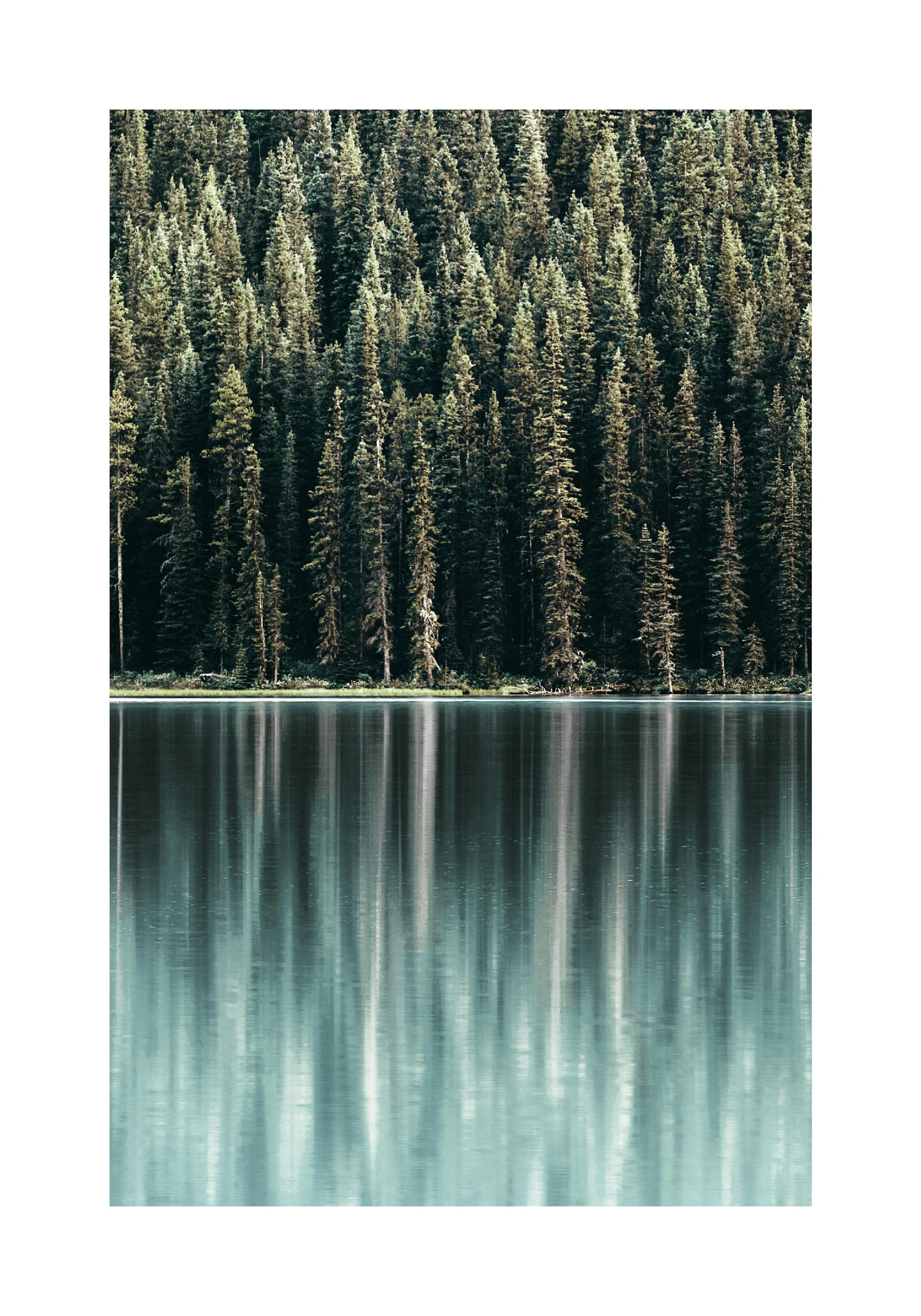 A poster of a dense green pine forest reflected in the calm, teal-hued water of a lake.
