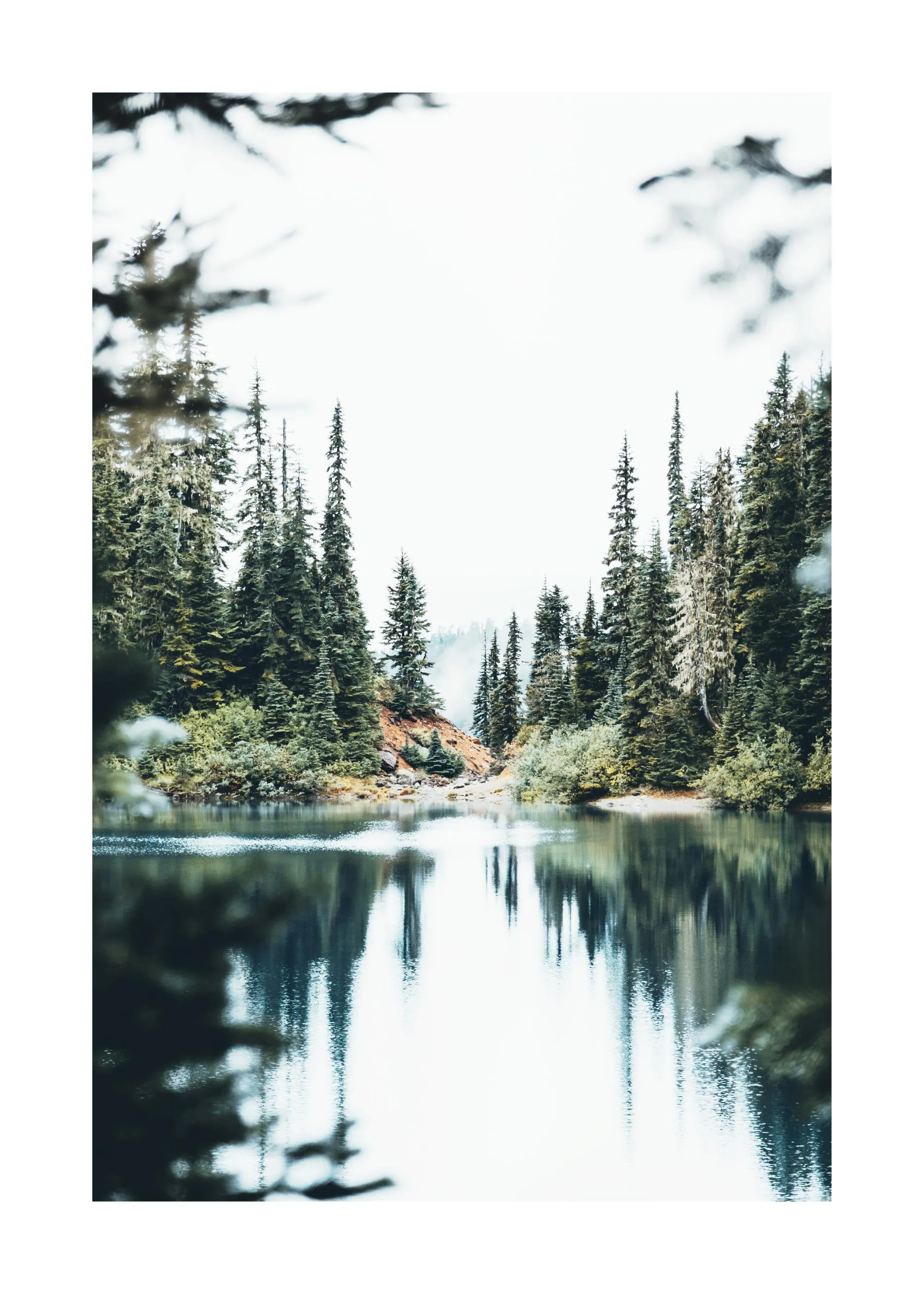 Poster eines ruhigen Sees mit Spiegelungen hoher Nadelbäume und einem hellen, nebligen Himmel.