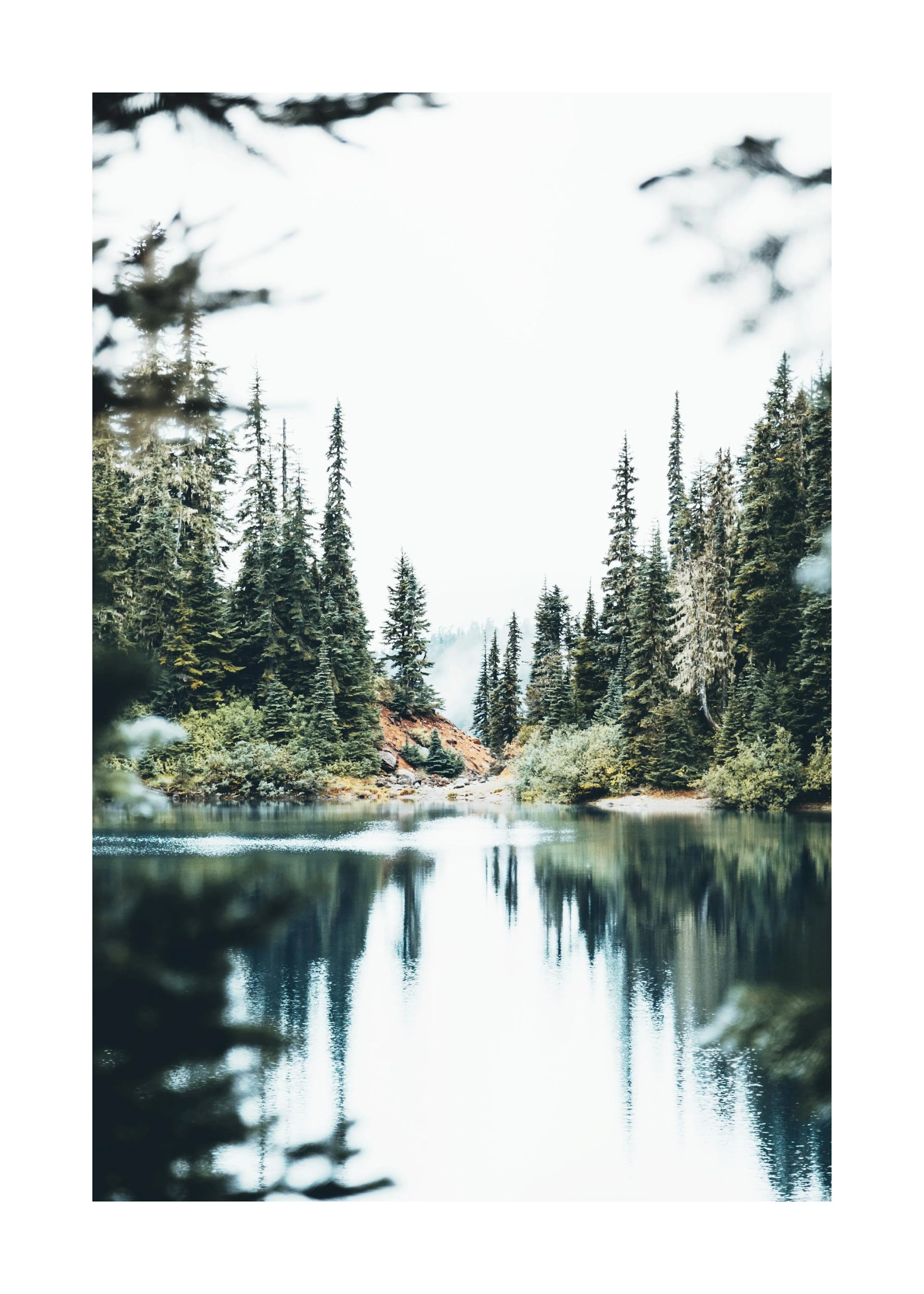 Poster eines ruhigen Sees mit Spiegelungen hoher Nadelbäume und einem hellen, nebligen Himmel.