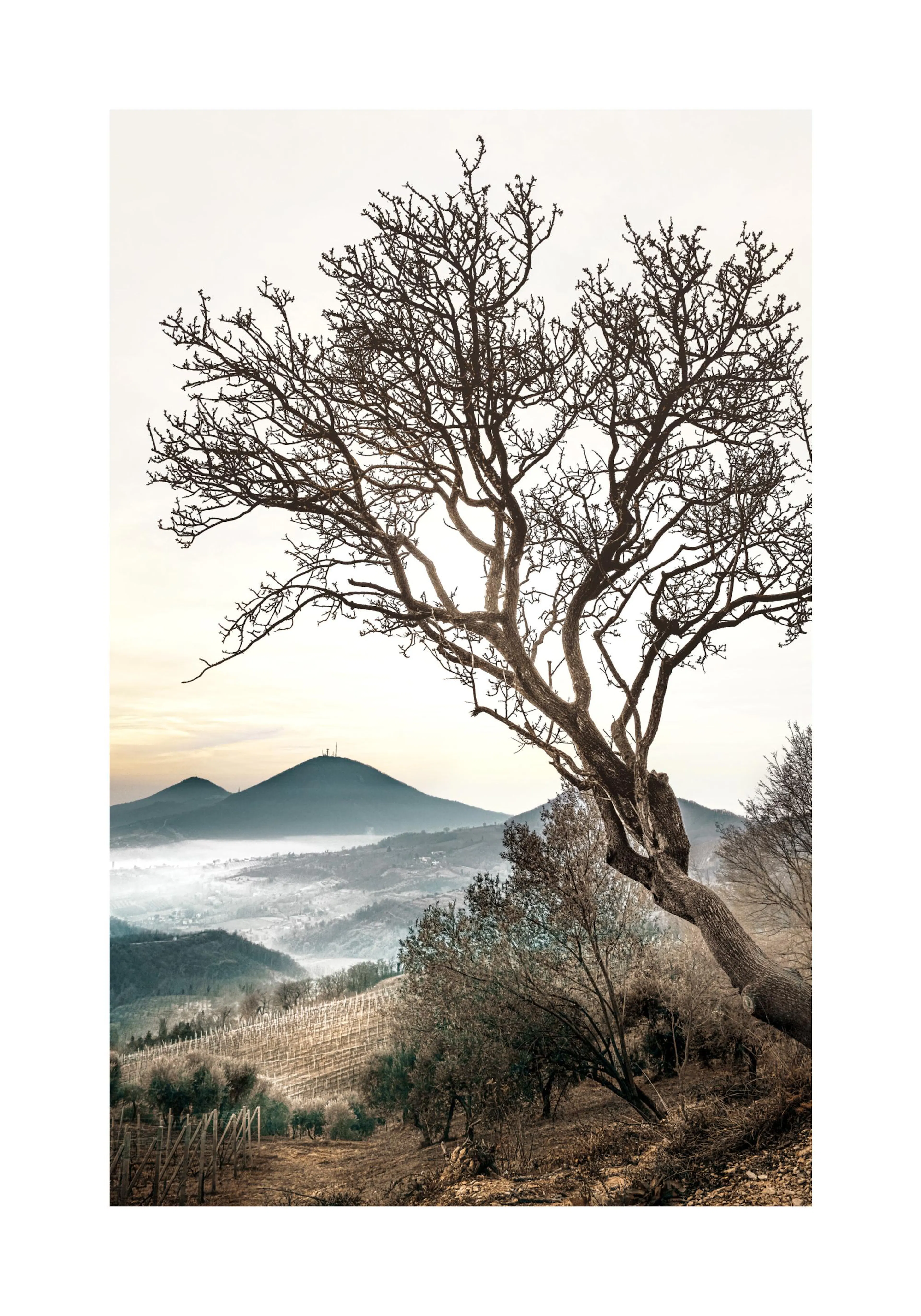 A poster featuring a bare, gnarled tree silhouetted against a light sky, overlooking a misty valley with mountains.