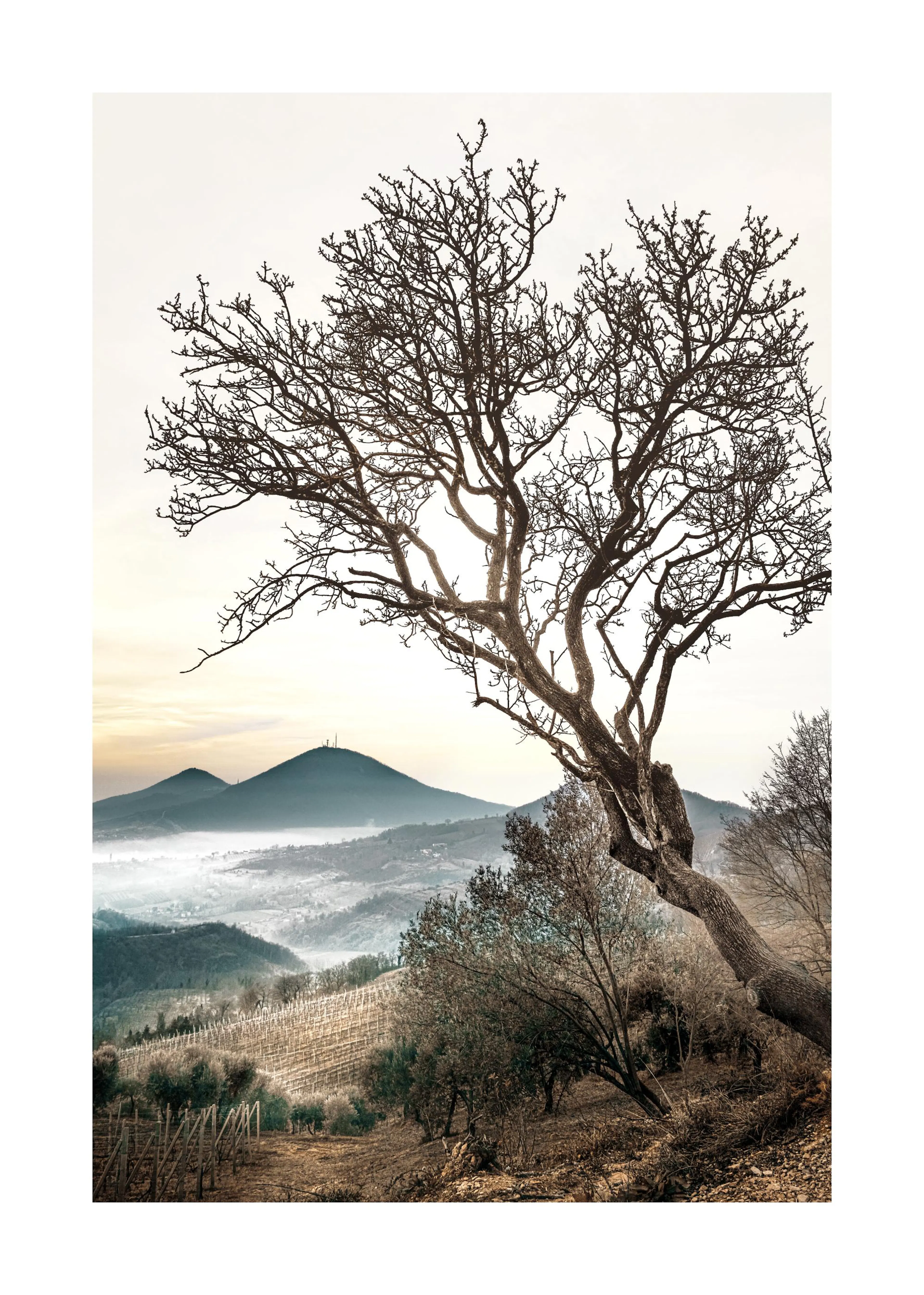 Ein Poster eines baumlosen Baumes vor einer hügeligen Landschaft mit Nebel und Weinbergen.