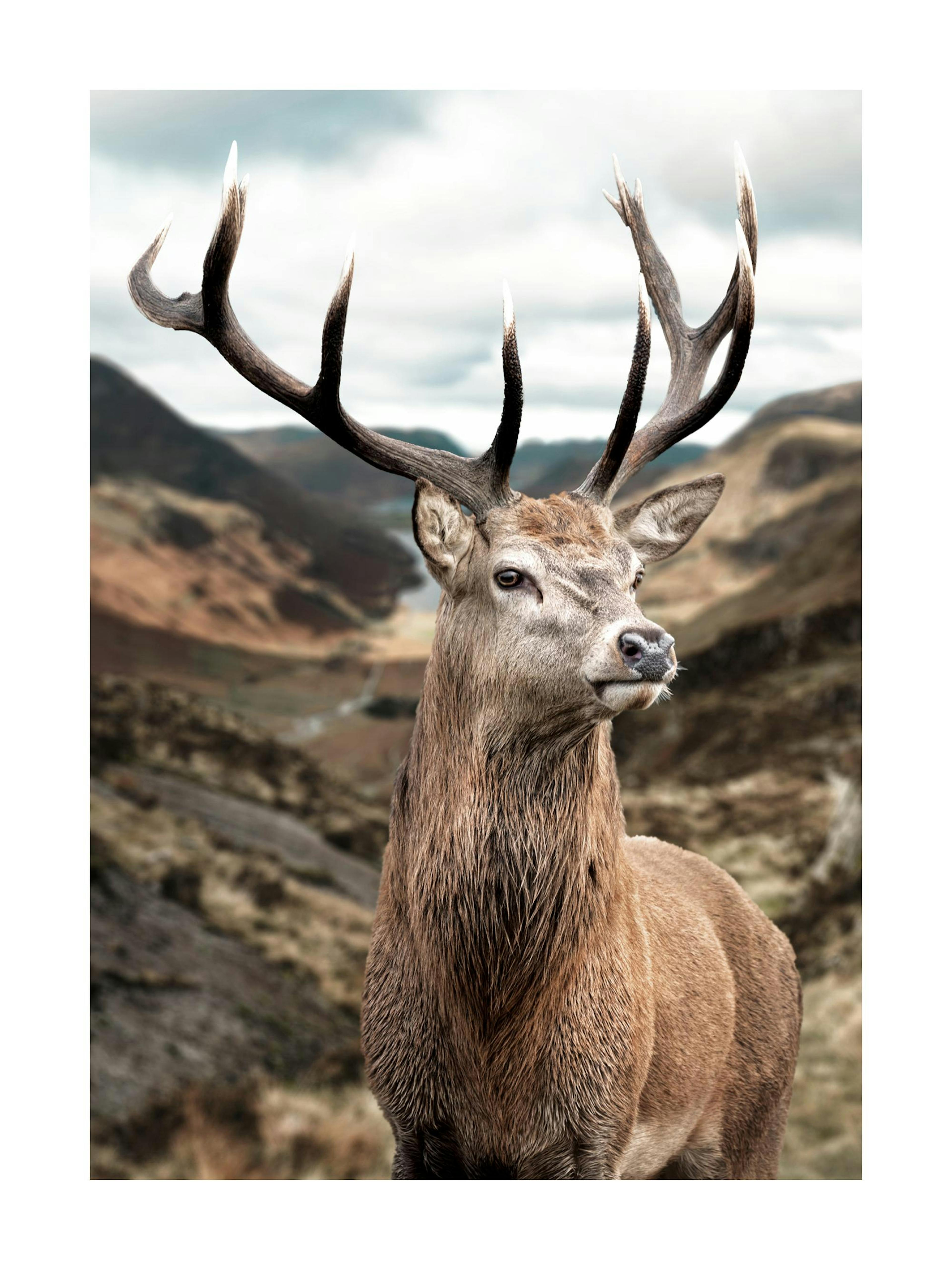 A poster featuring a majestic red deer stag with large antlers, captured against a rugged mountain landscape.