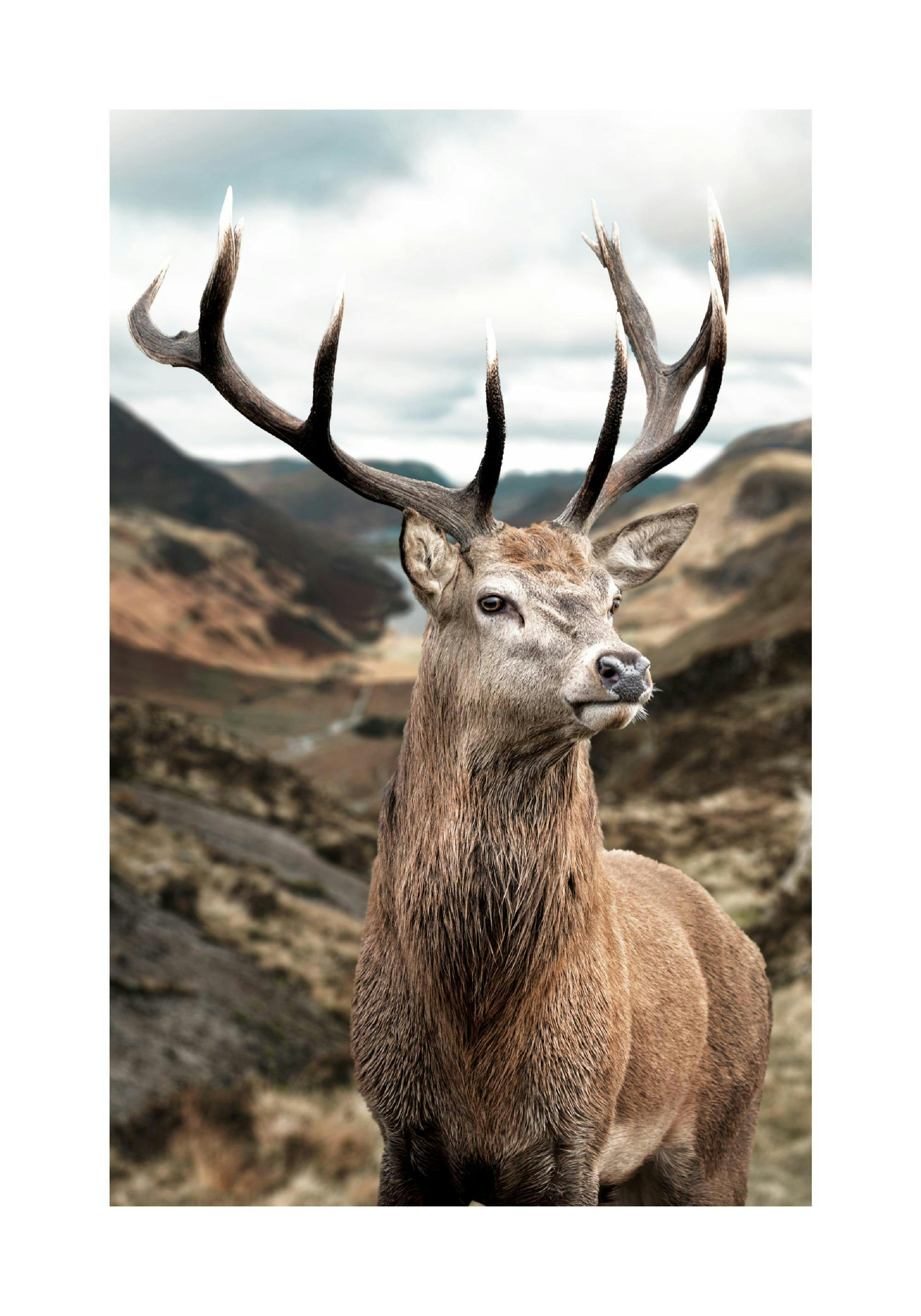Un poster dun cerf majestueux avec de grands bois, devant un paysage montagneux brumeux.