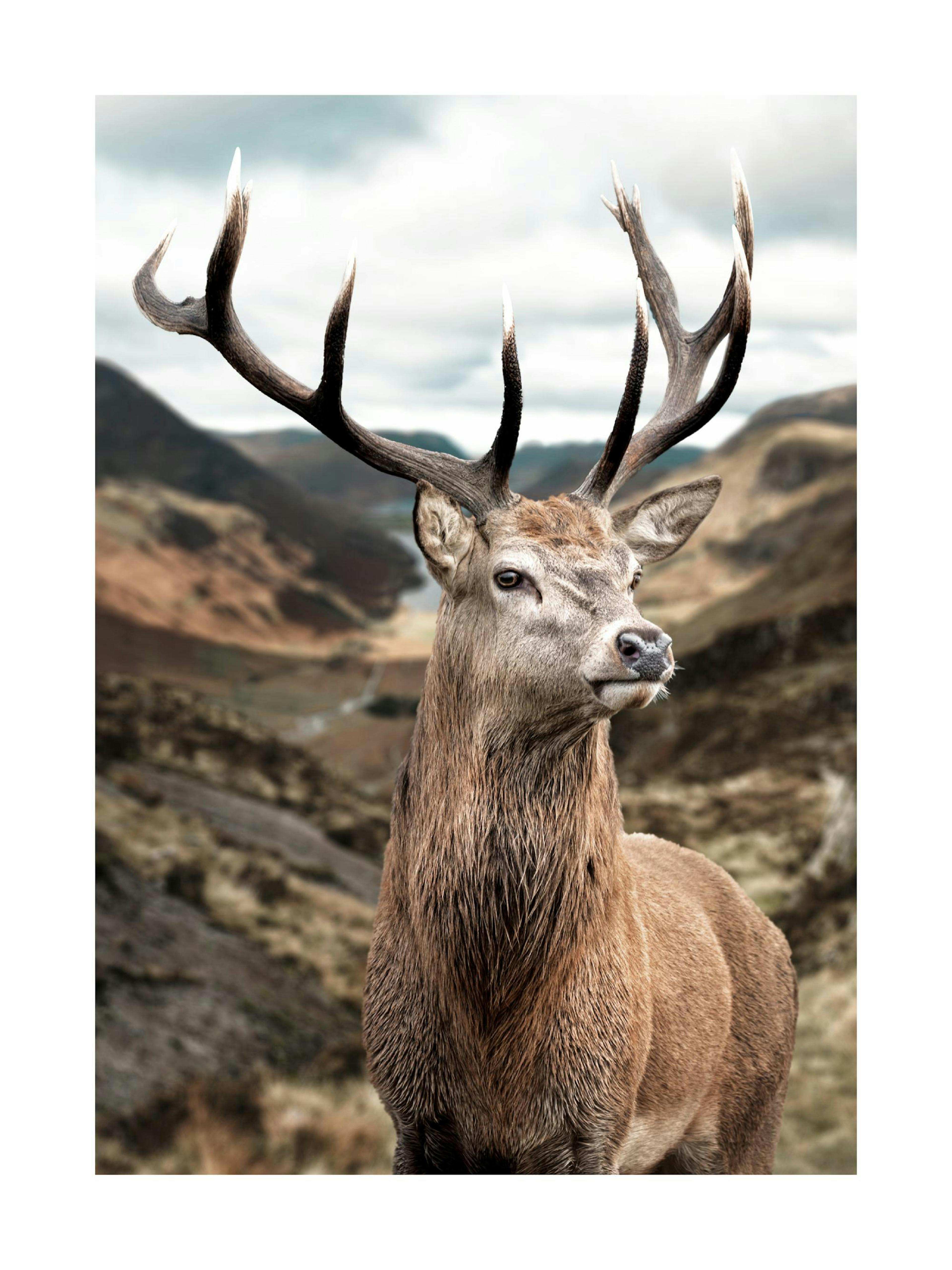 A poster featuring a majestic brown deer with large antlers, set against a mountainous landscape, displayed above a sofa with gr