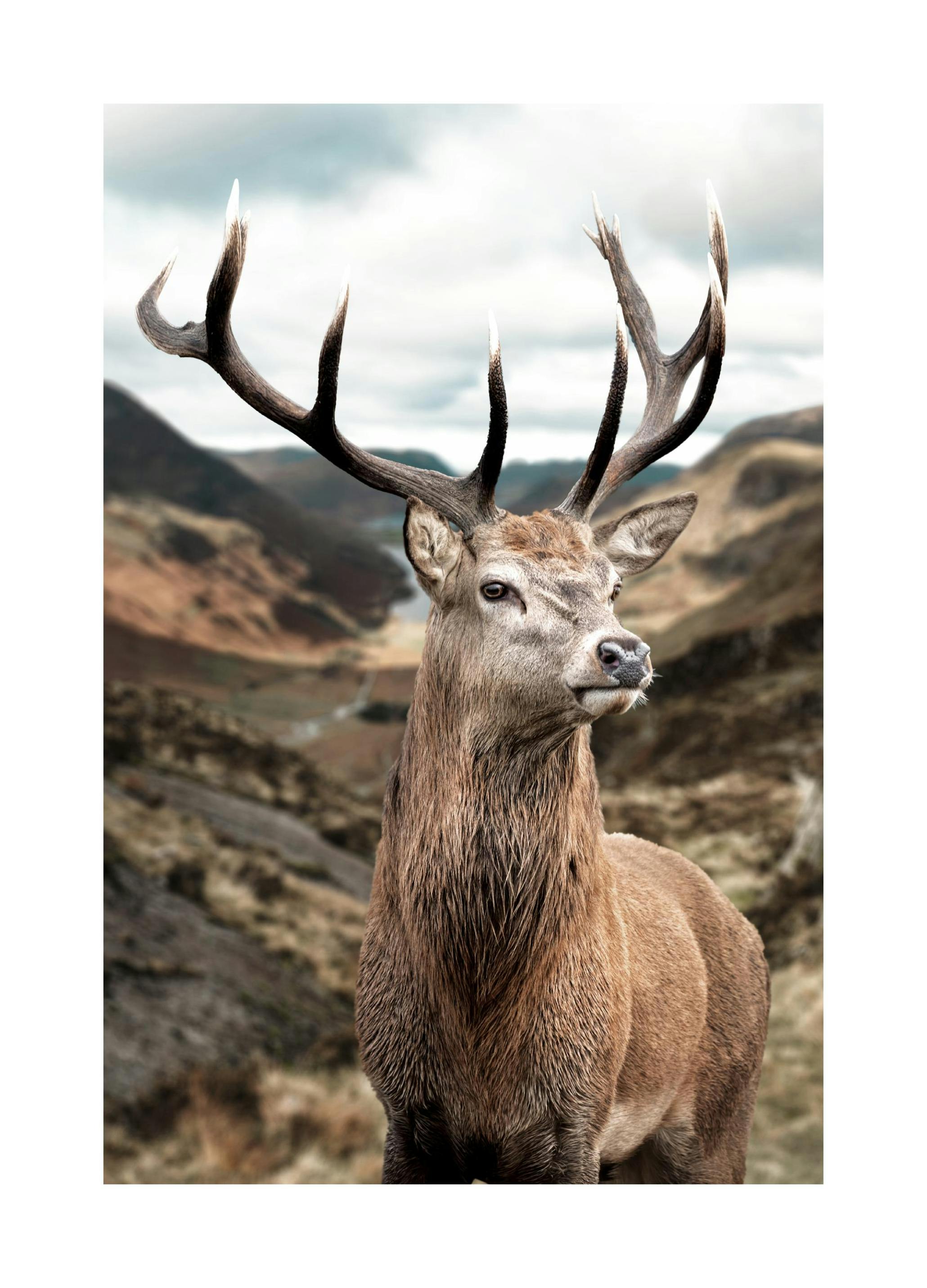 Statige hert poster (70x100 cm) - Poster Store