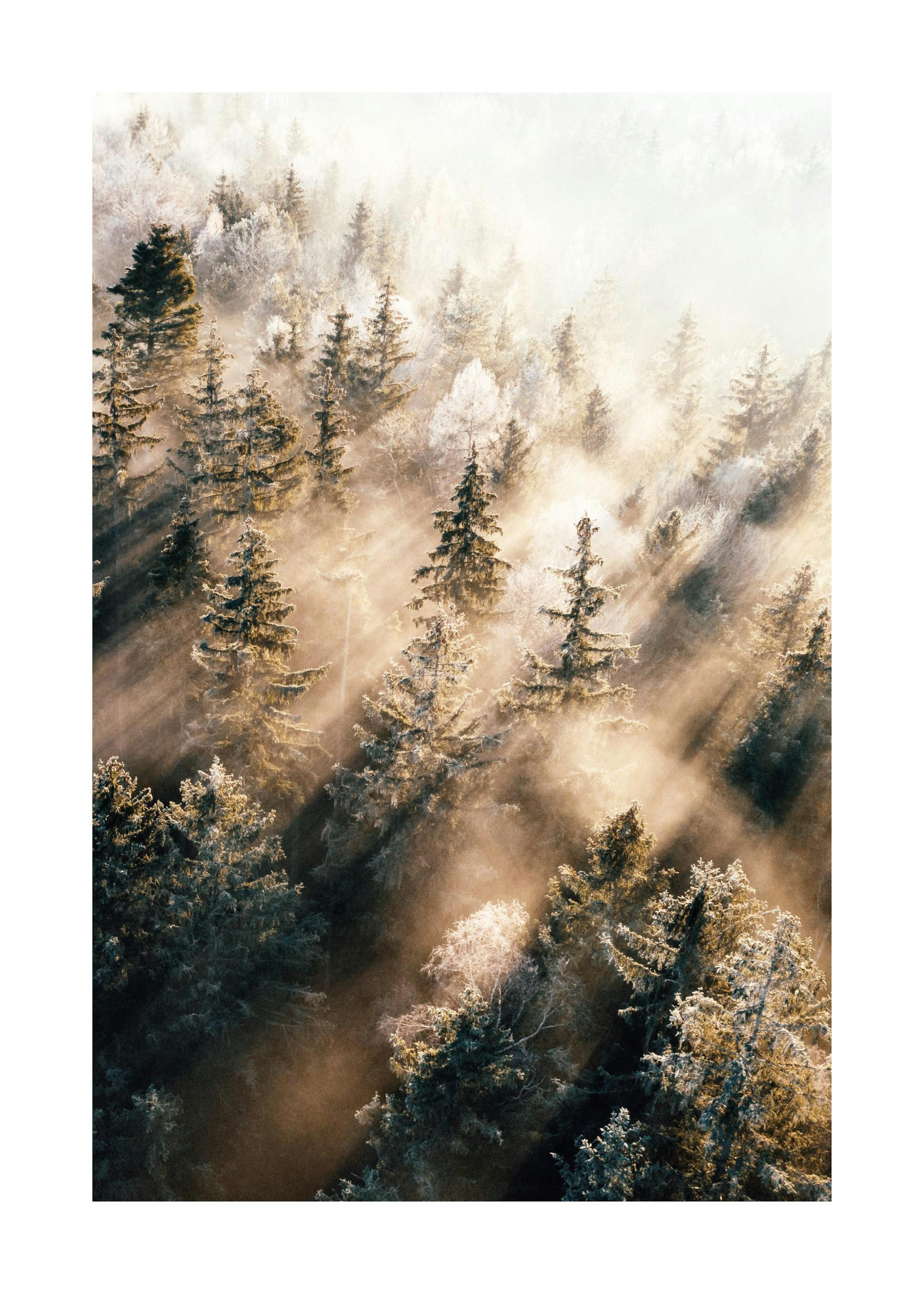 Bosque nebuloso Amanecer Póster 0