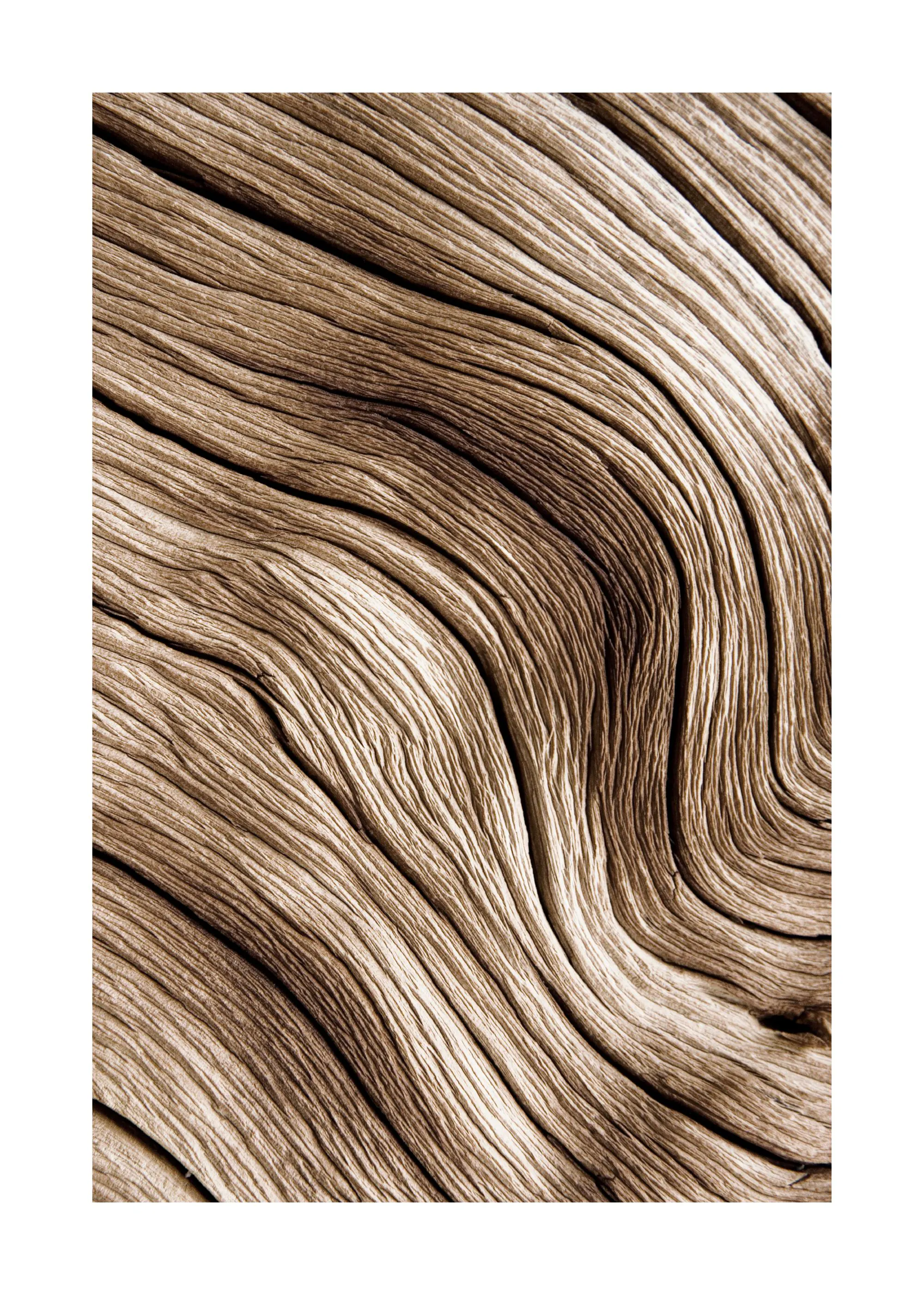 Poster mit einer Nahaufnahme von hellem, verwittertem Holz, das natürliche, organische Linien und Kurven zeigt.