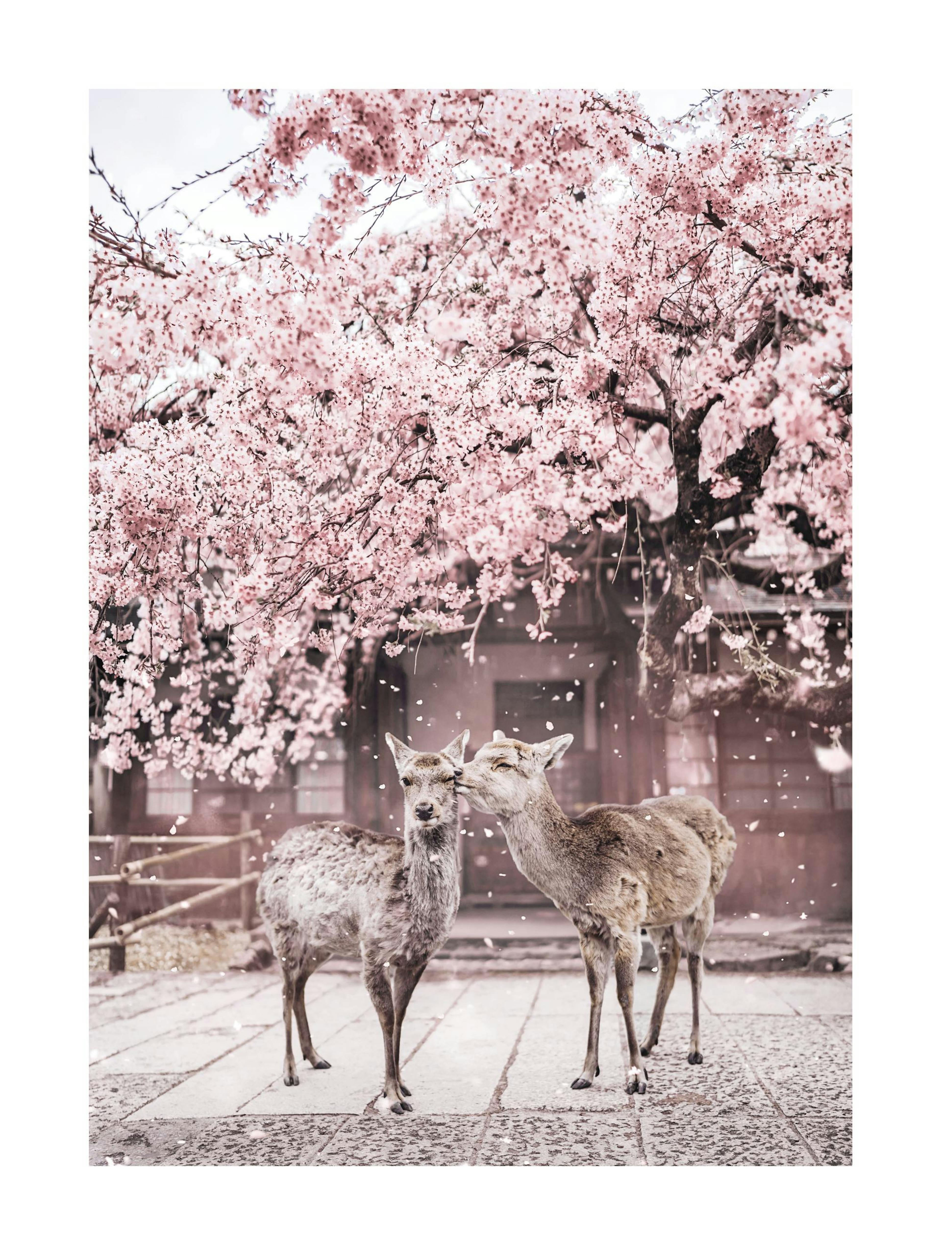 Póster de dos ciervos bajo árboles de cerezo en flor, con pétalos rosas cayendo.