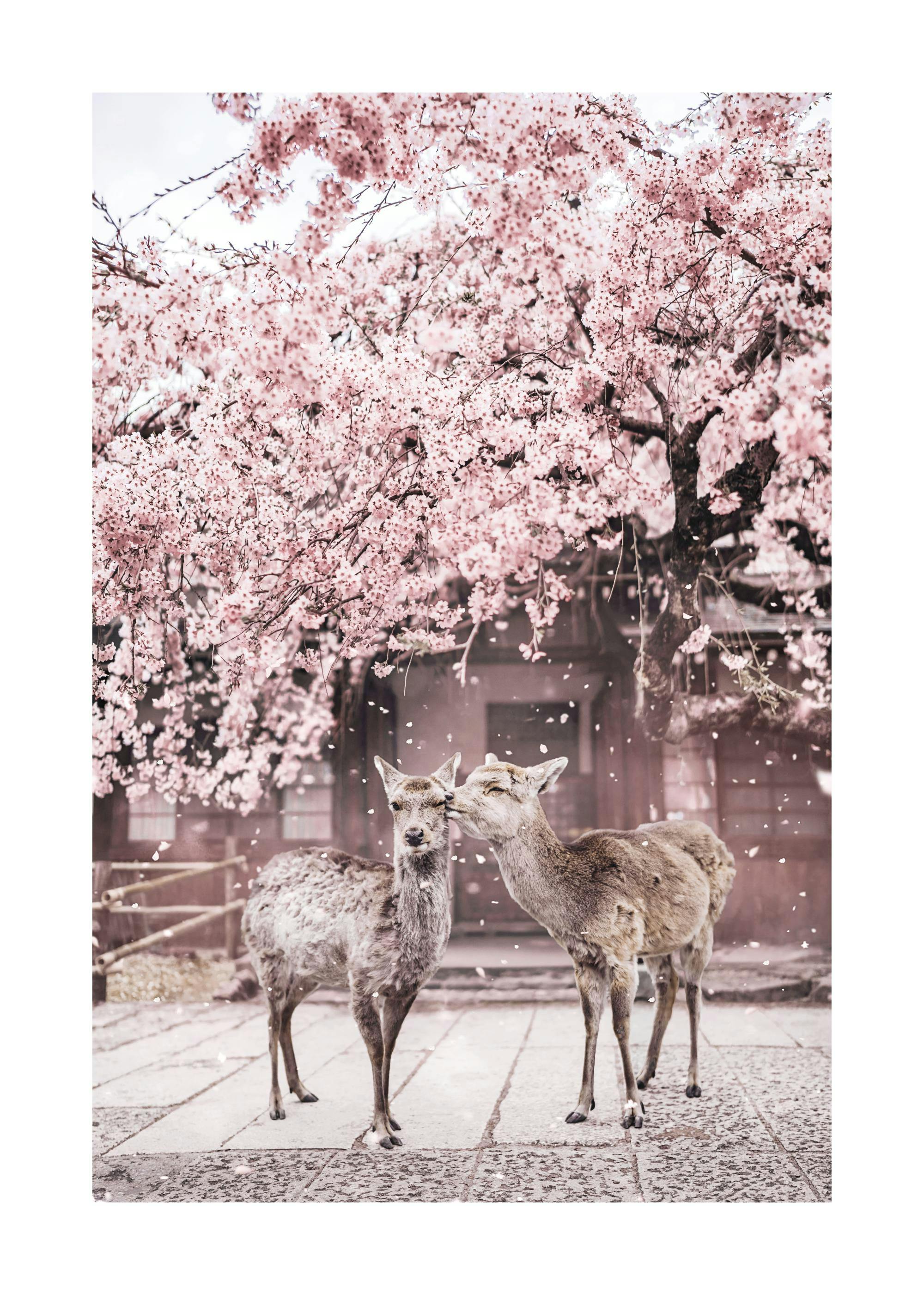 A gallery wall featuring four posters with a serene, natural theme, displayed above a wooden desk. Posters include a Japanese pa