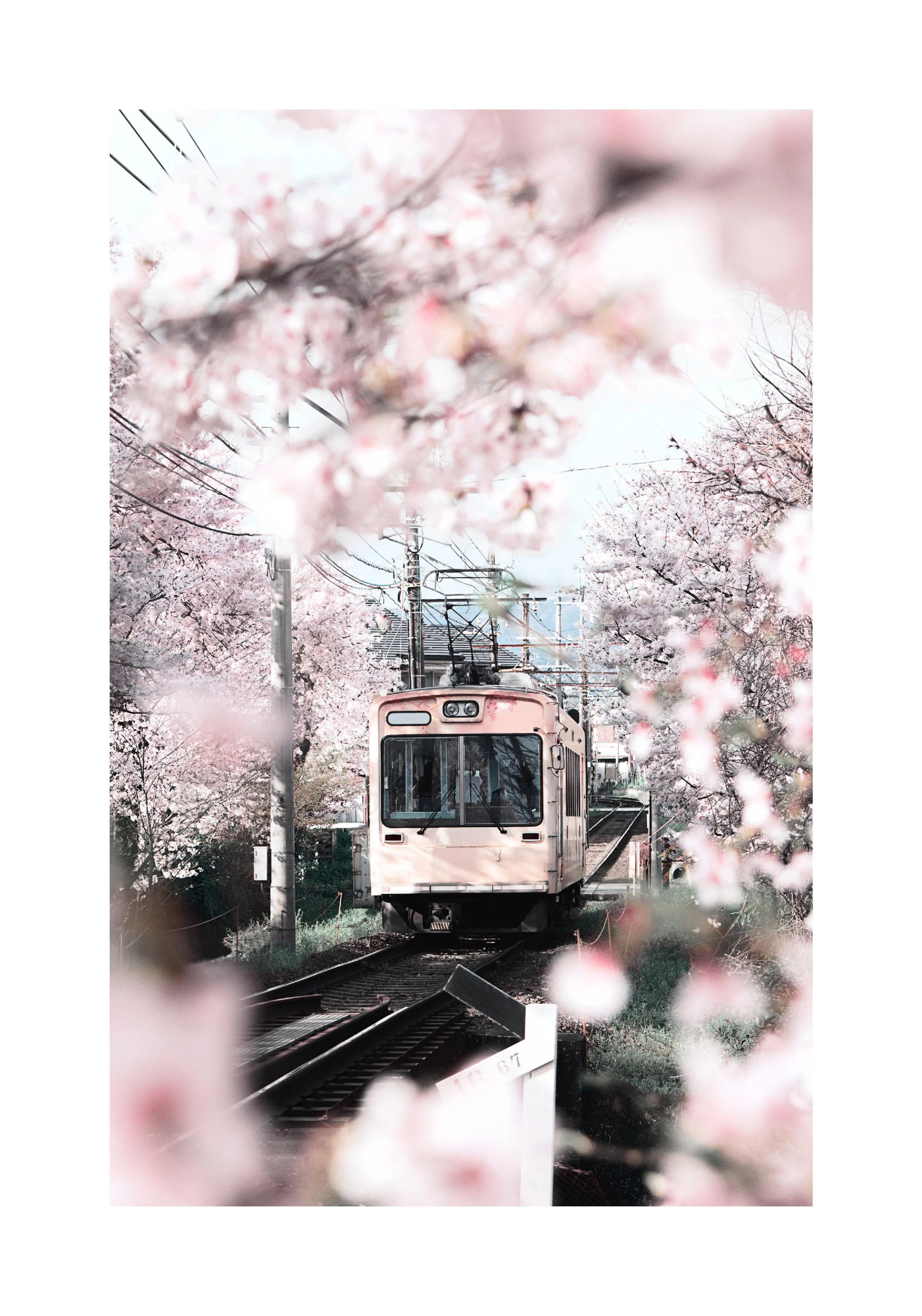 A poster featuring a Japanese train on tracks, surrounded by delicate pink cherry blossoms in full bloom.