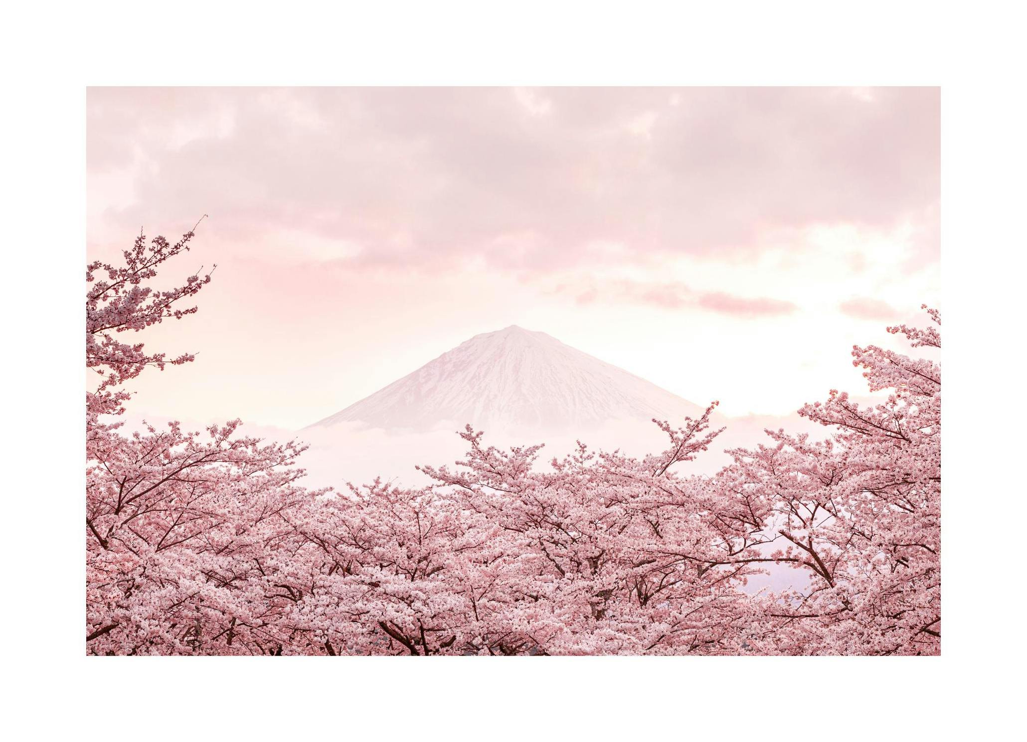 Mont Fuji Rose Poster (30x40 cm) - Poster Store