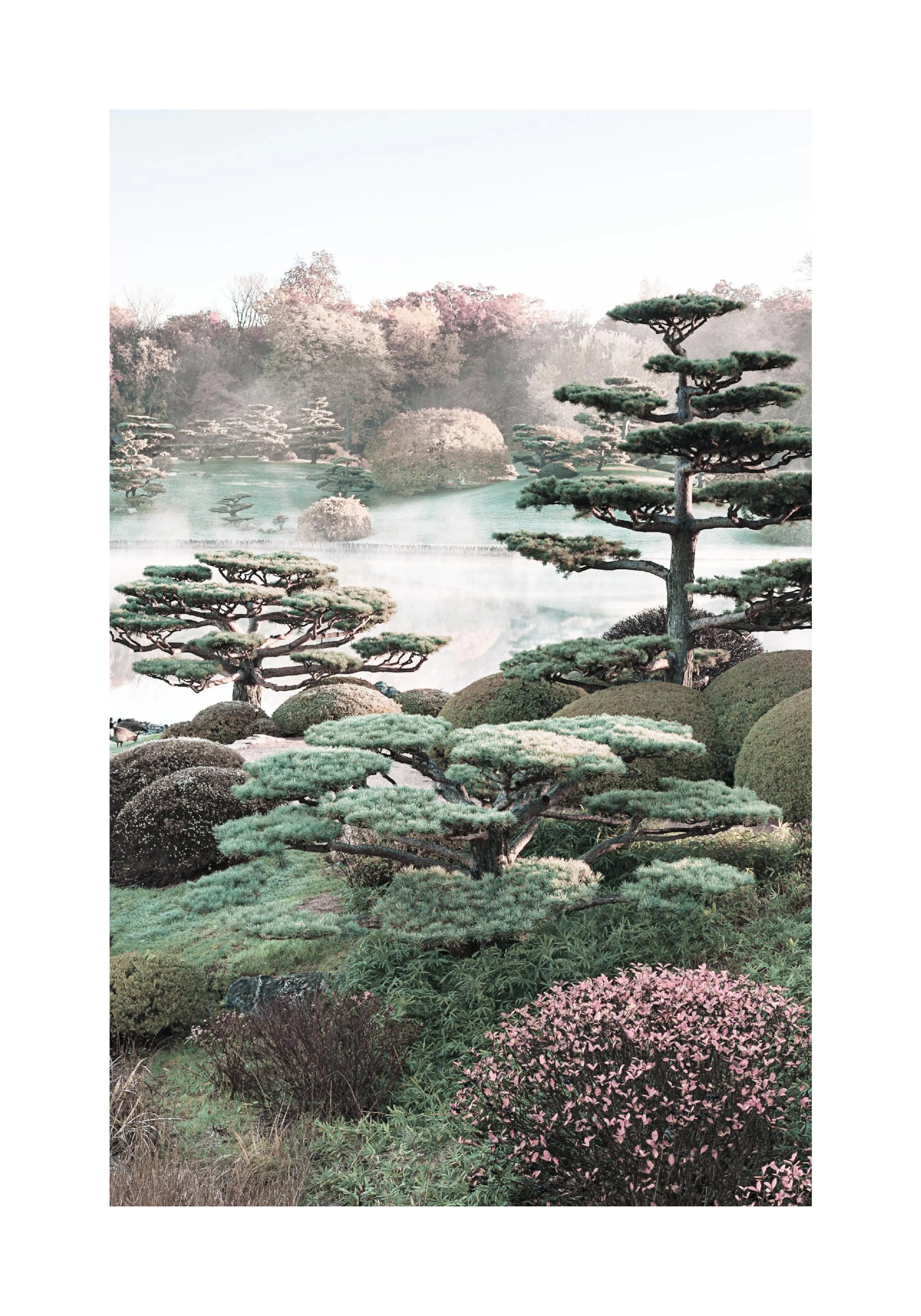 Poster eines japanischen Gartens mit Wasser, Nebel, grünem Gras, Sträuchern und Bäumen mit flachen Ästen.