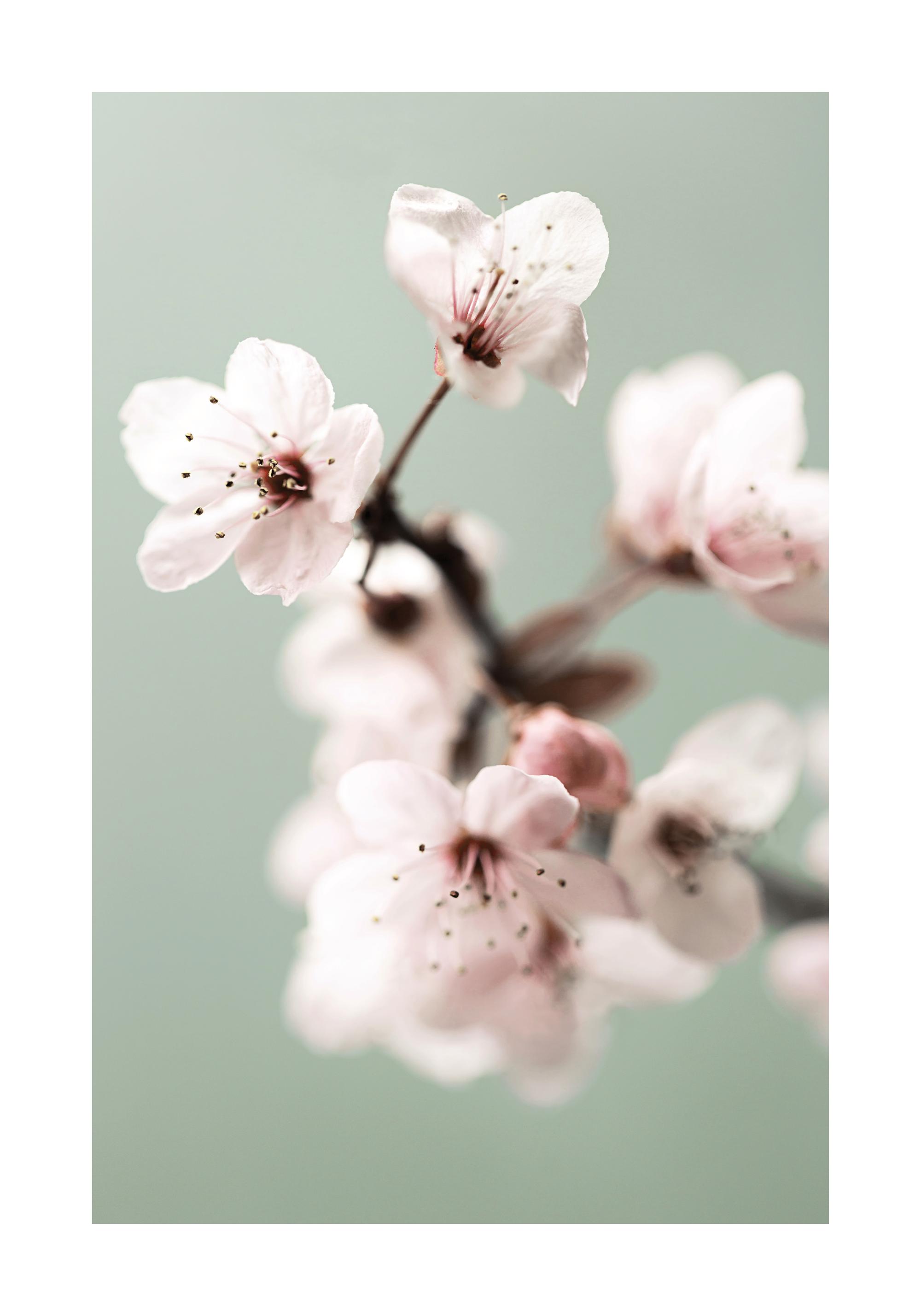 Cherry Flower Poster with Cherry Blossoms | Poster Store US