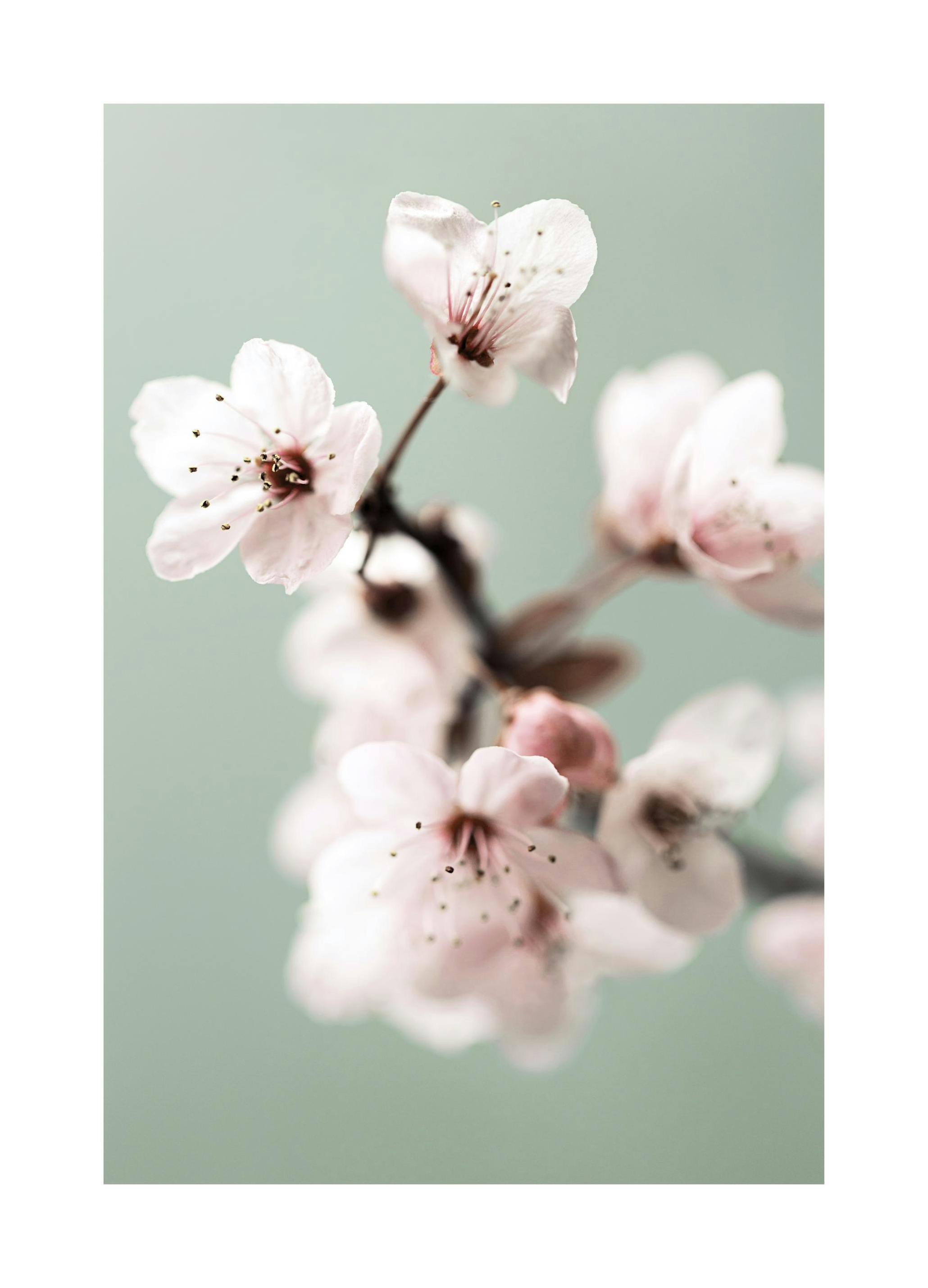 Prints Cherry Flower Poster (70x100 cm) - Poster Store