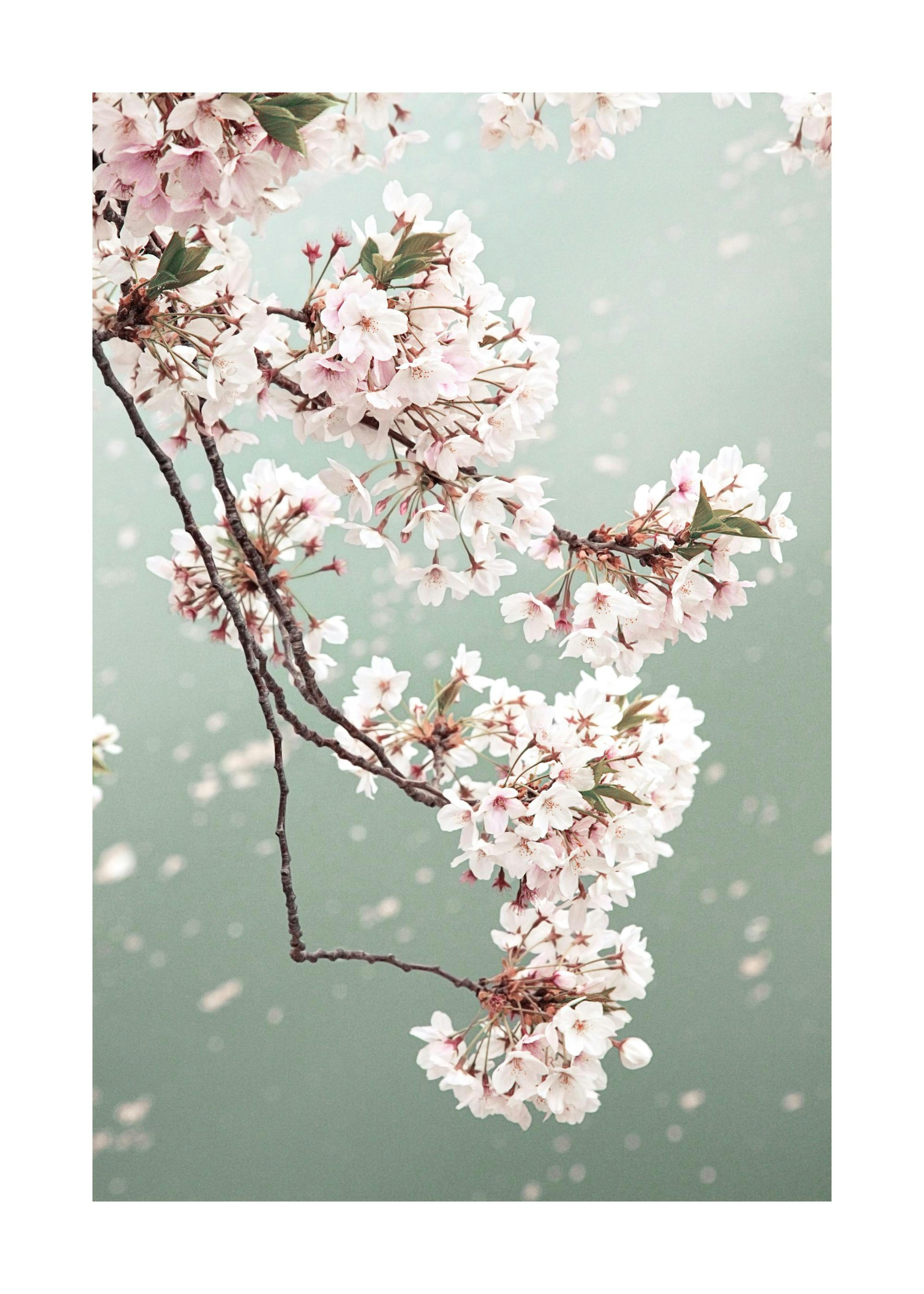 Kirschblüten Poster 0