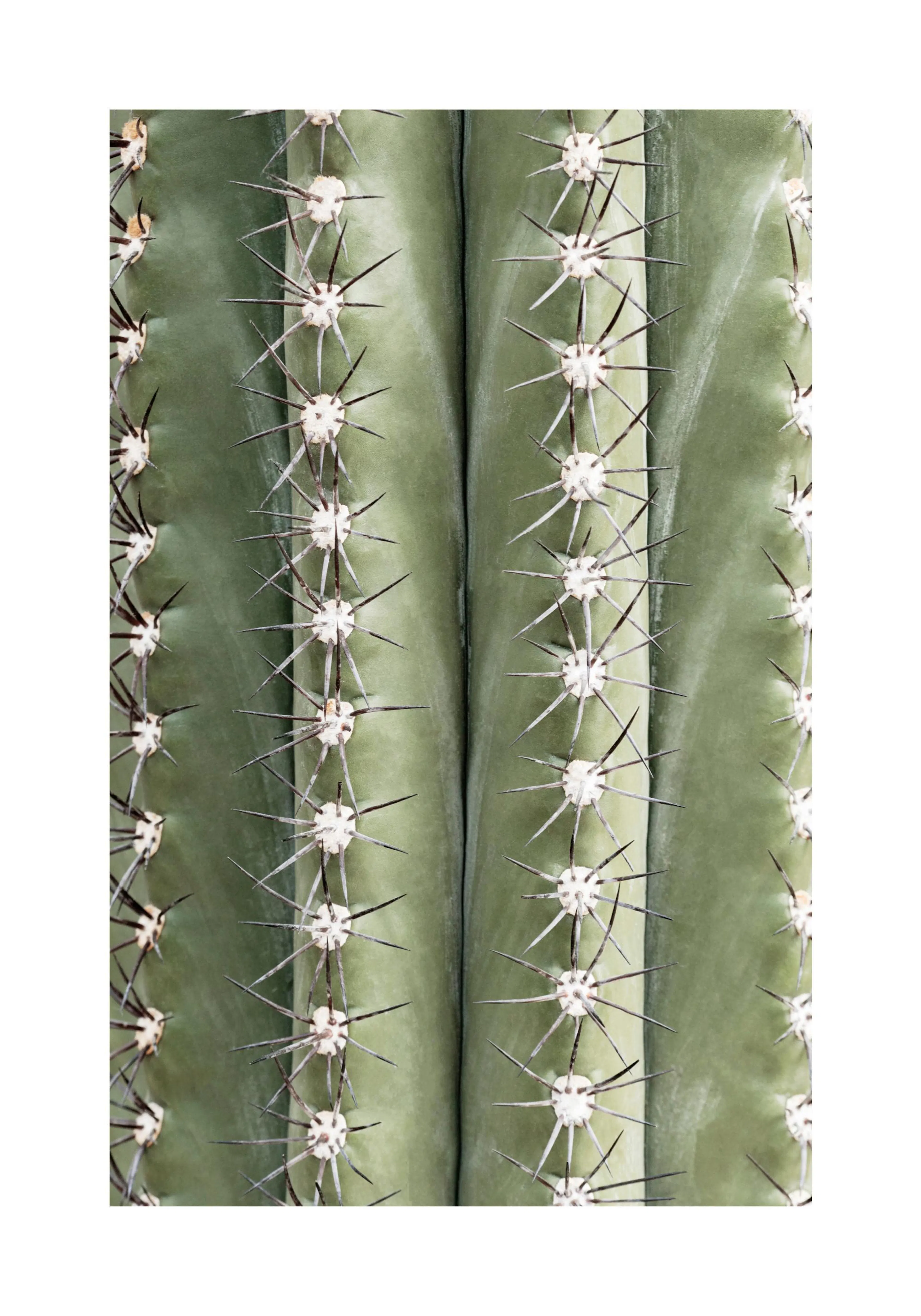 A poster featuring a close-up of a vibrant green cactus with sharp black spines.
