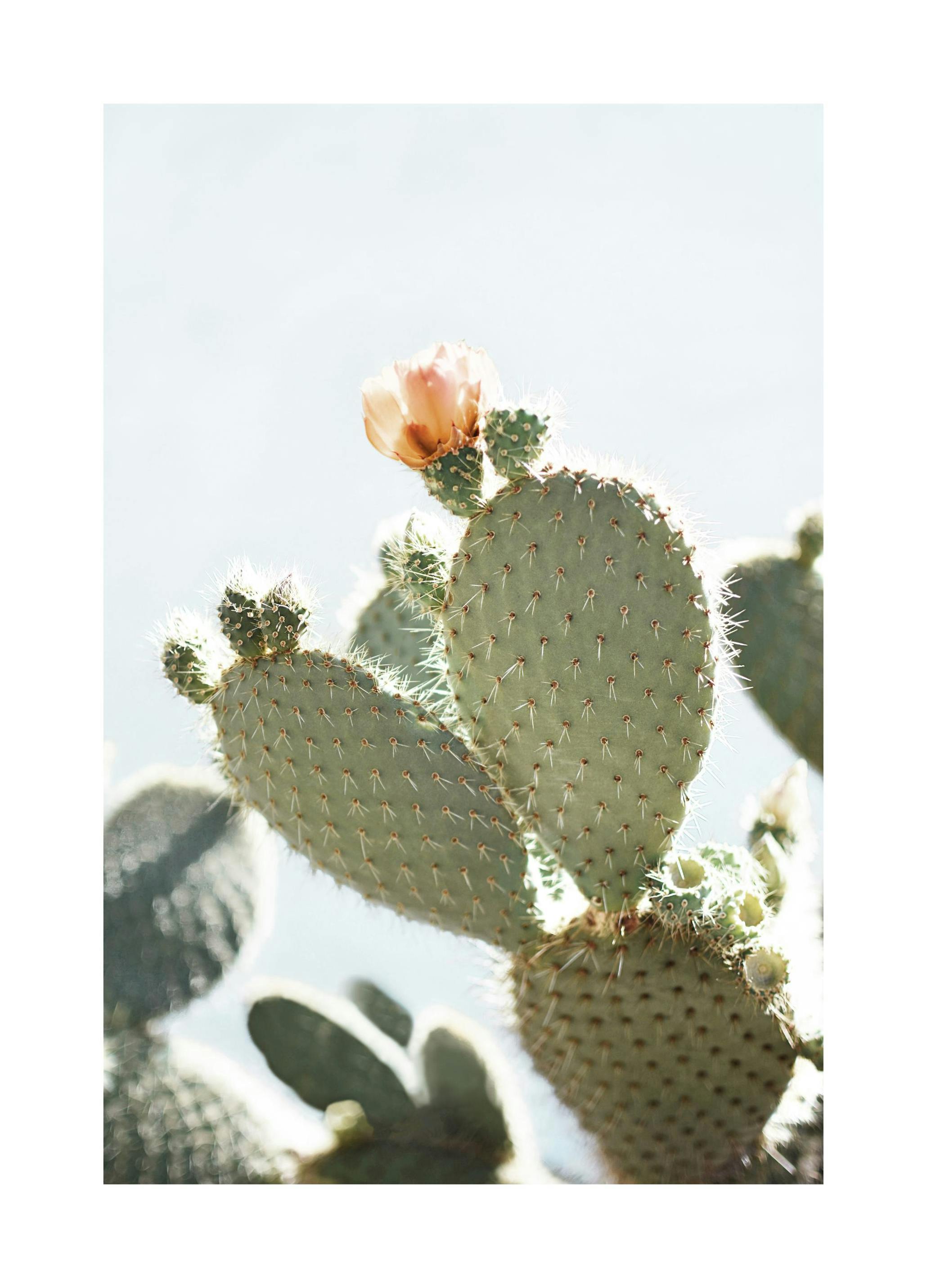 Fleur de Cactus Orange Poster - Poster Store
