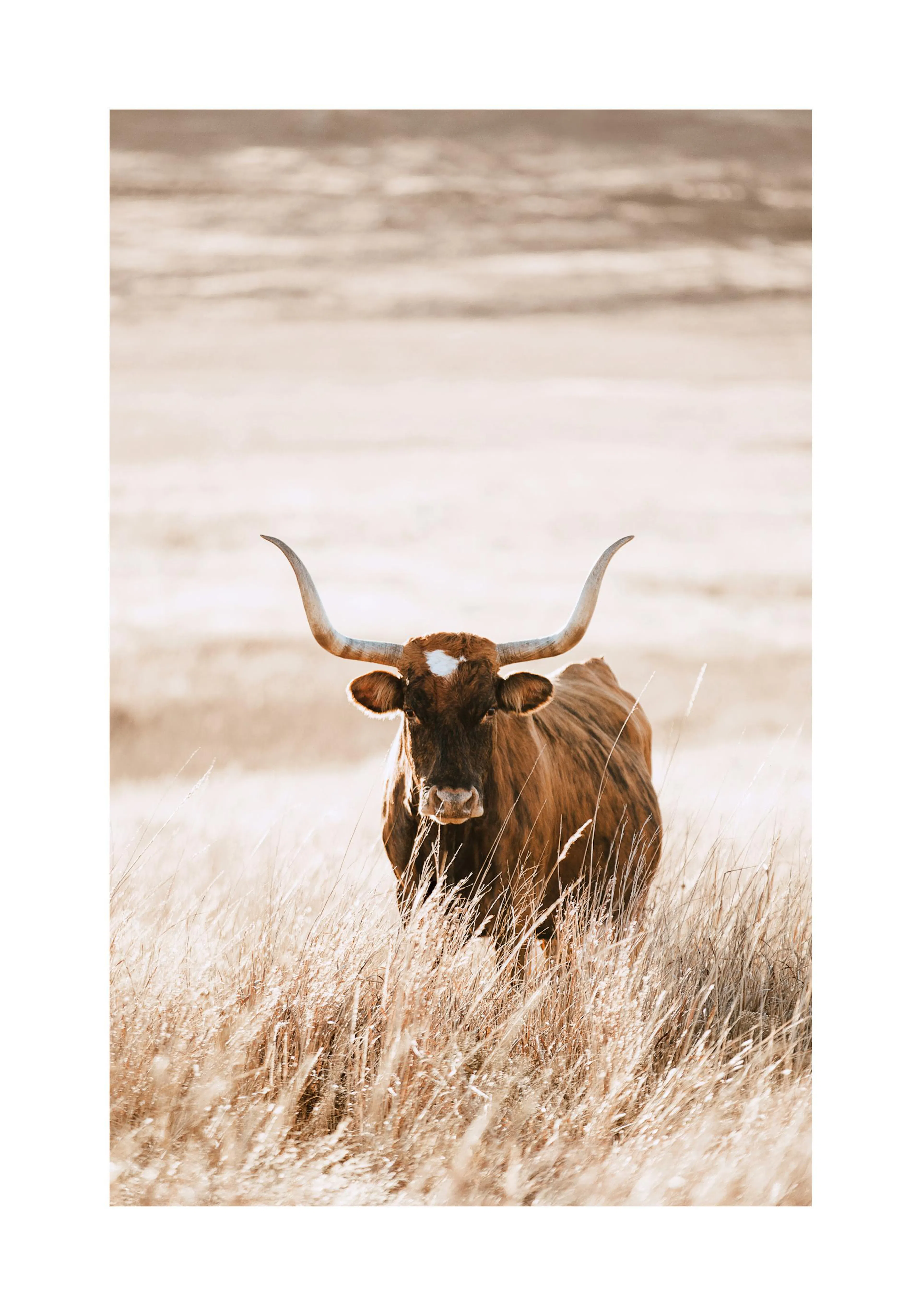 A poster featuring a brown longhorn cow with large horns, standing in a field of tall golden dry grass.