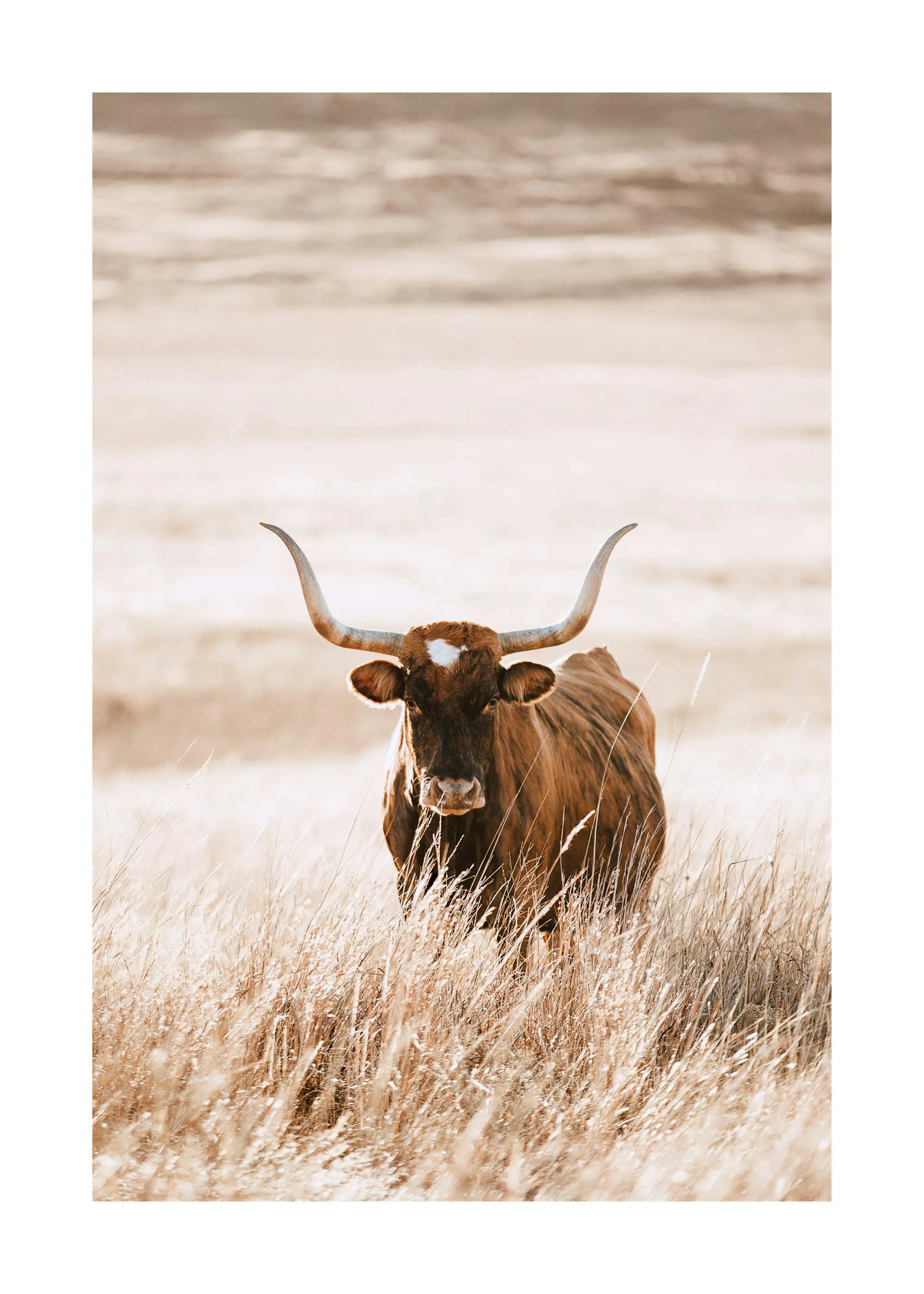 Poster eines braunen Texas Longhorn Rindes mit großen Hörnern, das in einem hellen, trockenen Grasfeld steht.
