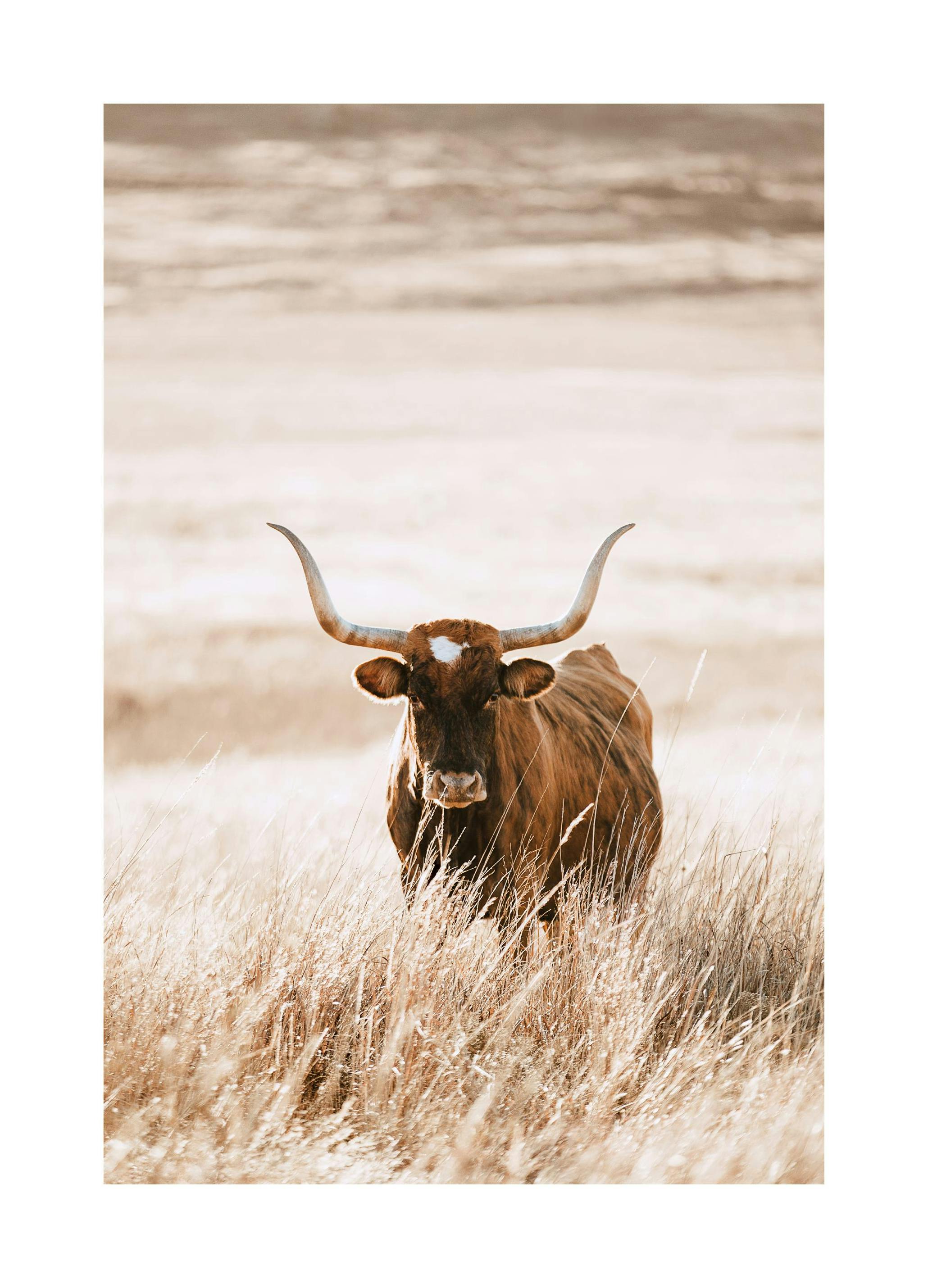 Longhorn Cow Poster (21x30 cm) - Poster Store