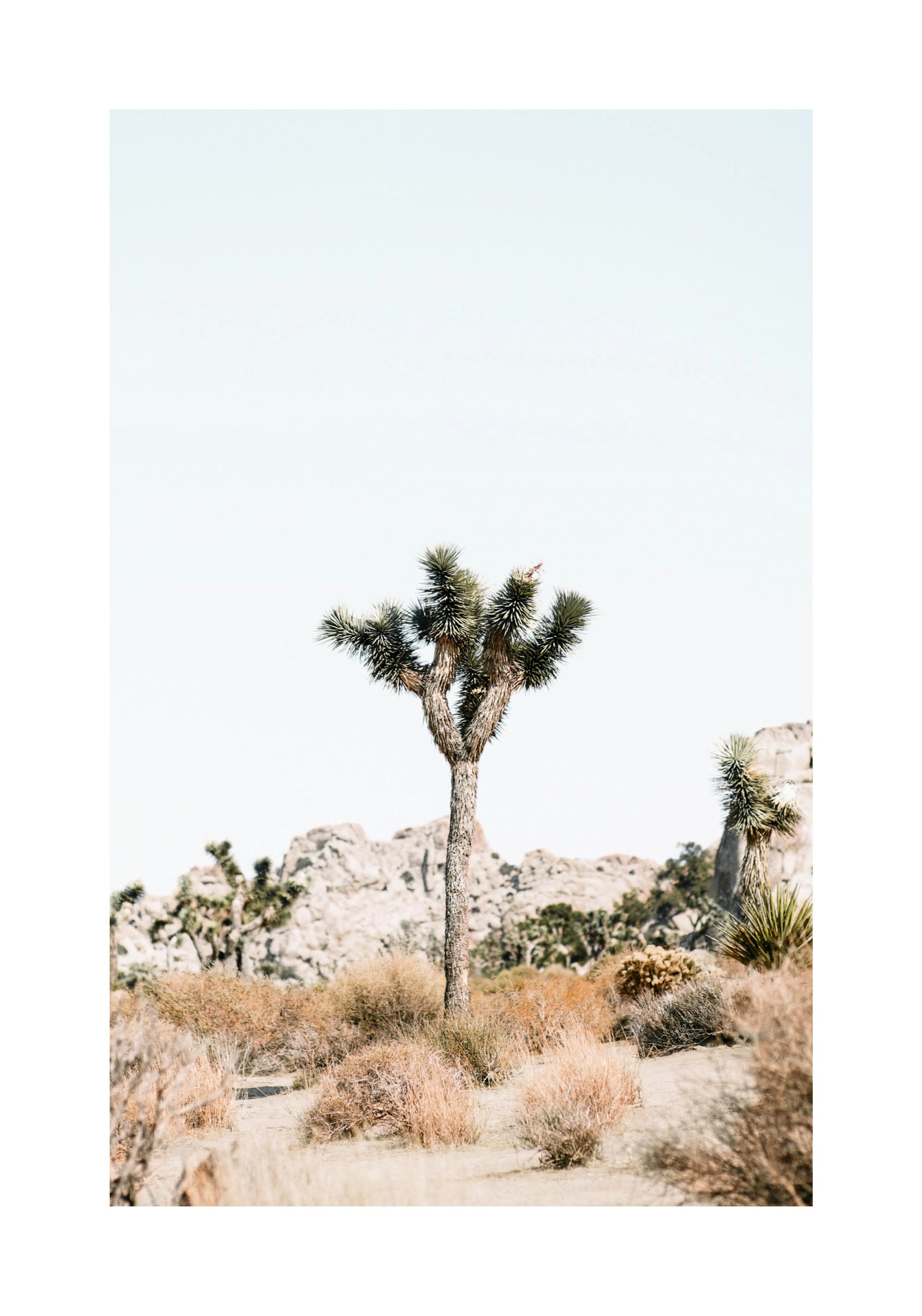 A poster featuring a lone Joshua Tree cactus with a clear sky background, surrounded by dry desert shrubs and distant rocks.
