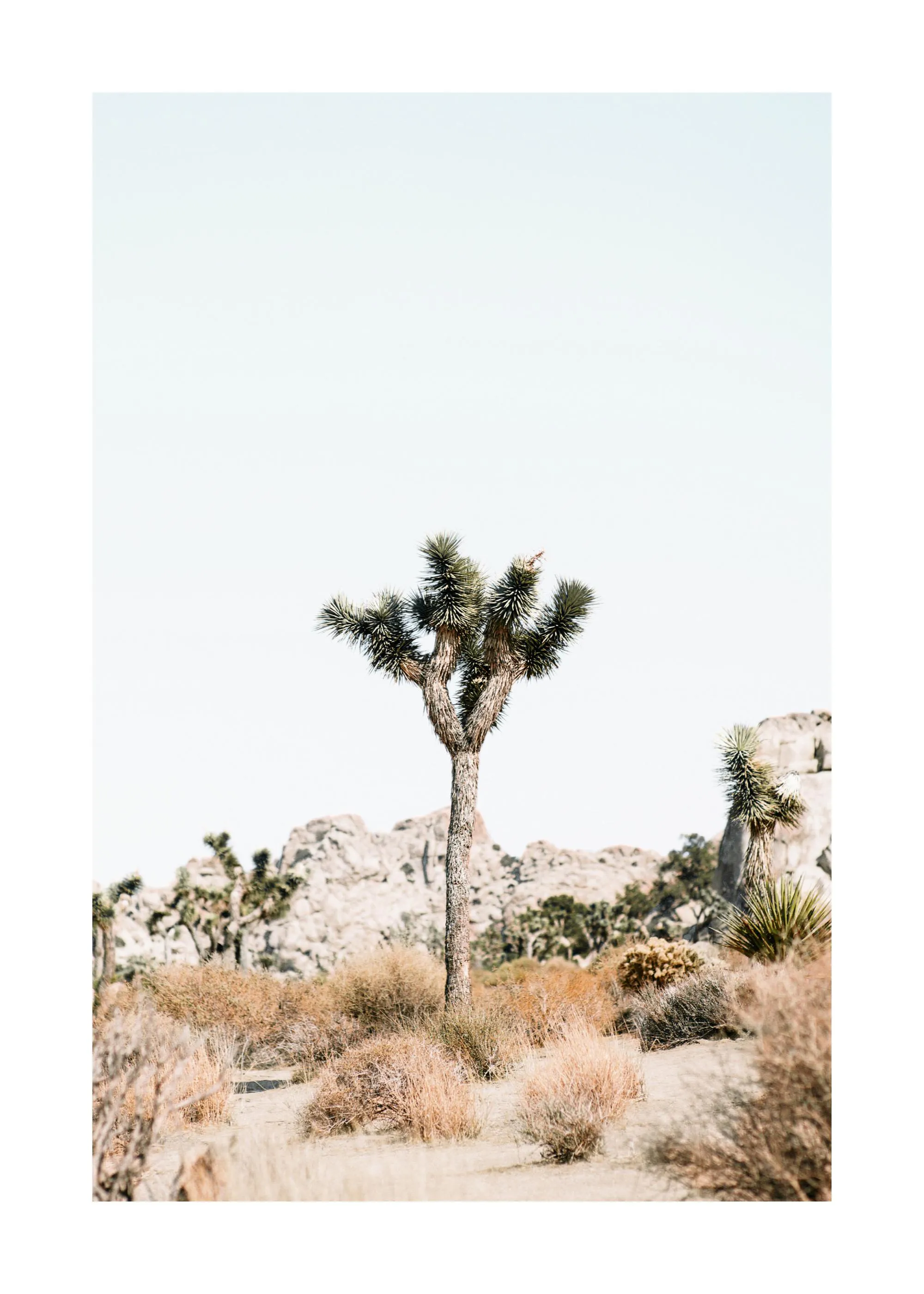 Poster eines Joshua Tree in der Wüste mit trockenem Gras, Felsen und klarem Himmel.