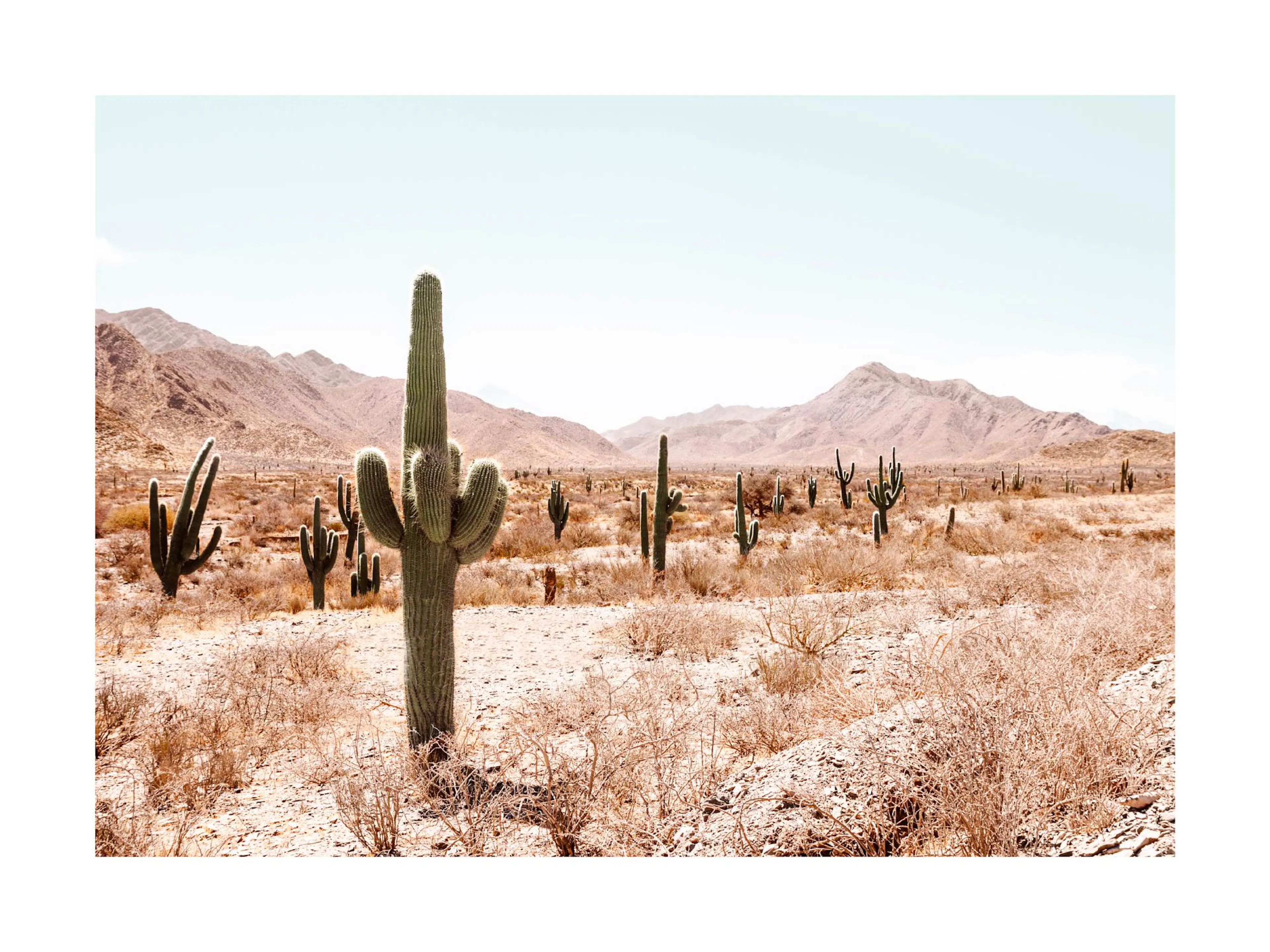 Poster dun paysage désertique canadien avec des cactus saguaro et des montagnes ocre sous un ciel clair.