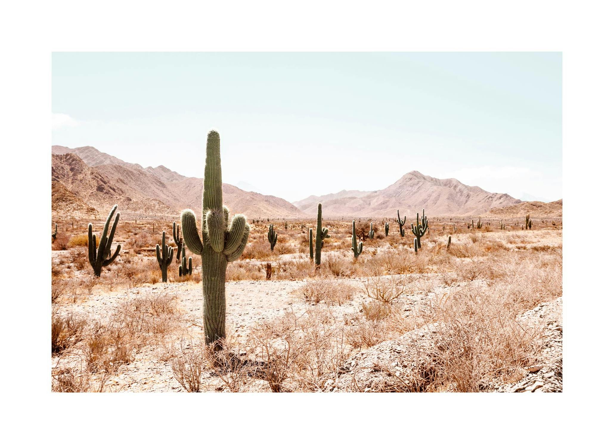 Paesaggio Cactus Poster (21x30 cm) - Poster Store