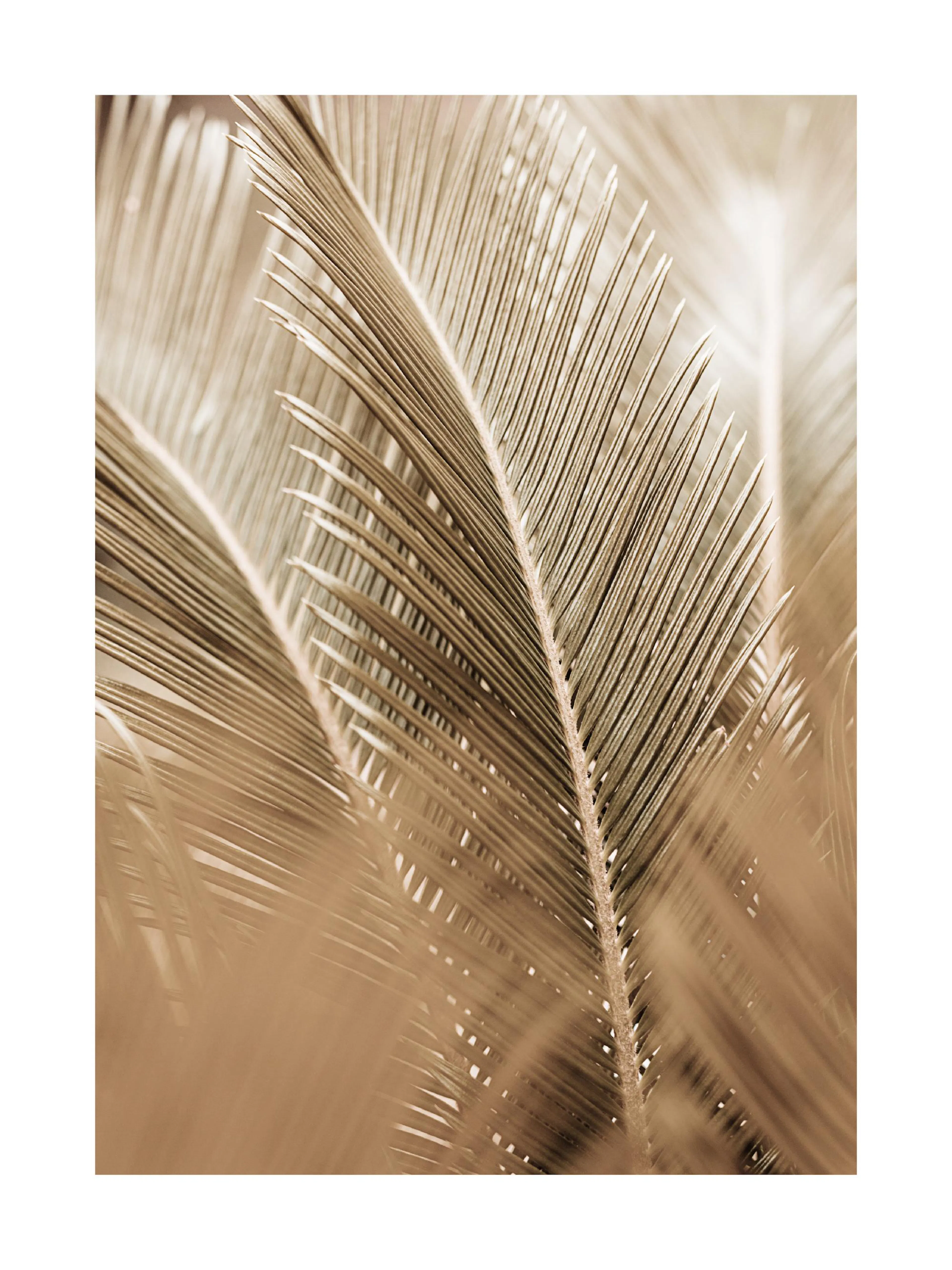 A poster of close-up palm fronds in sepia tones, creating a soft, textured botanical pattern.