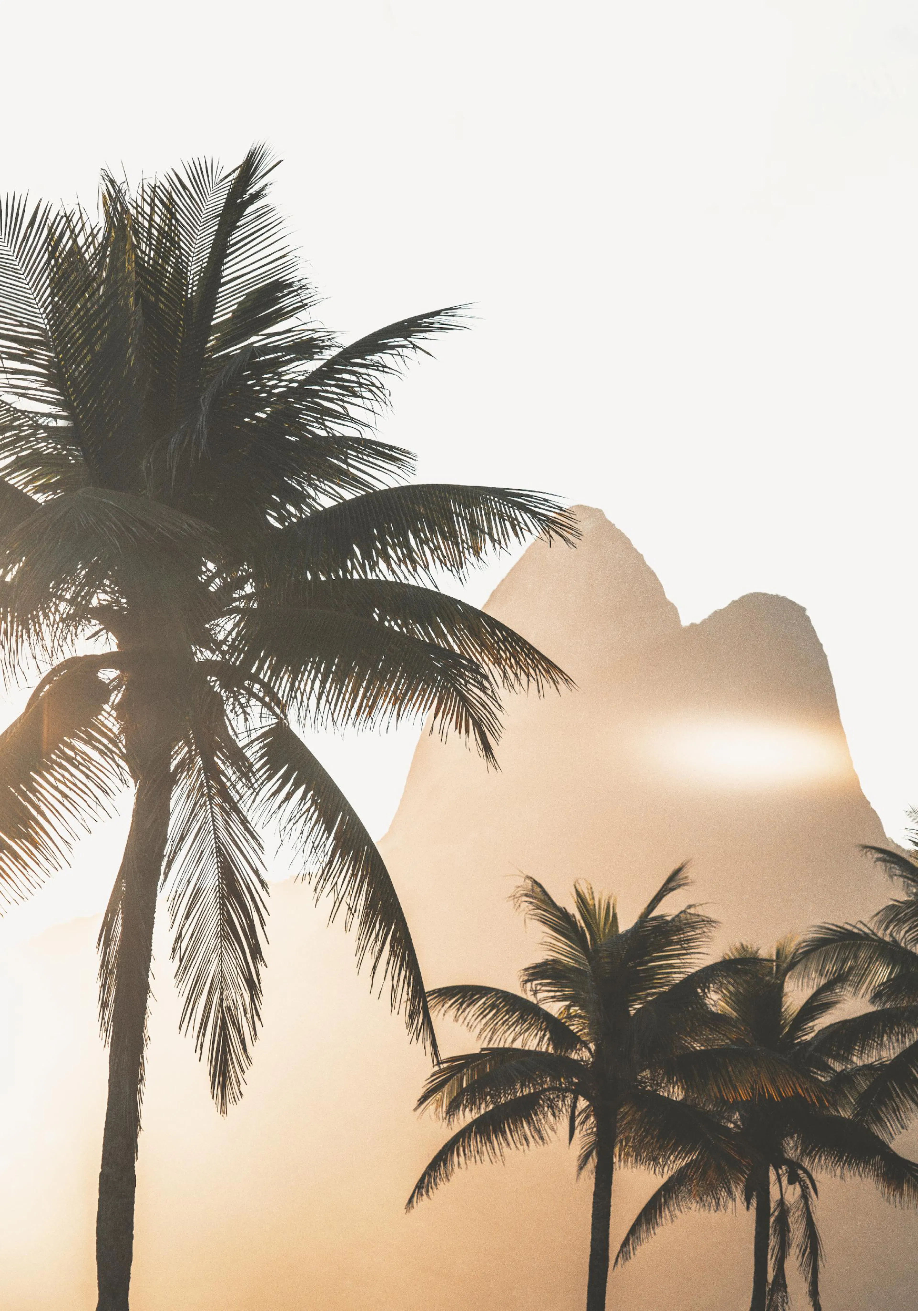 A poster featuring silhouettes of tropical palm trees and mountains against a bright, warm, hazy sky.
