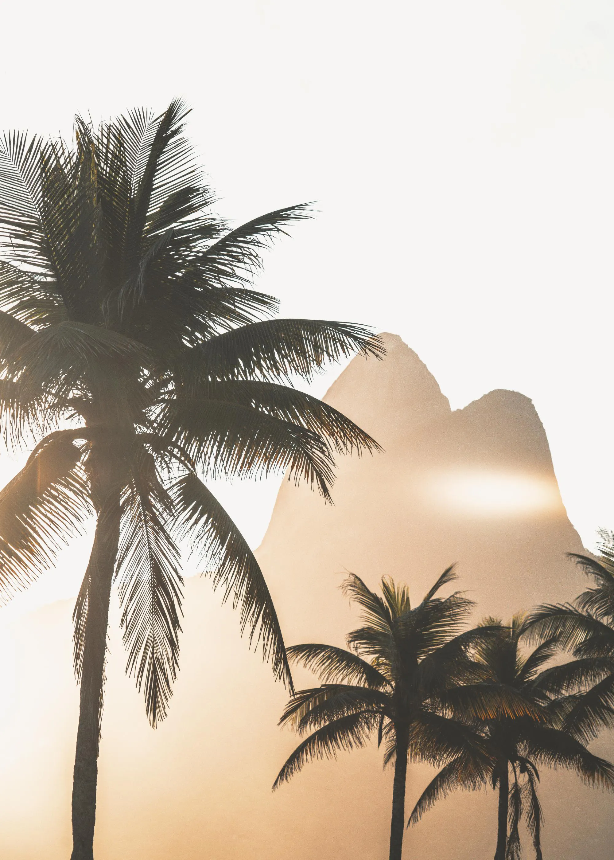 Poster: Palmen vor einem Berg bei Sonnenuntergang in warmen Goldtönen, tropische Naturlandschaft.