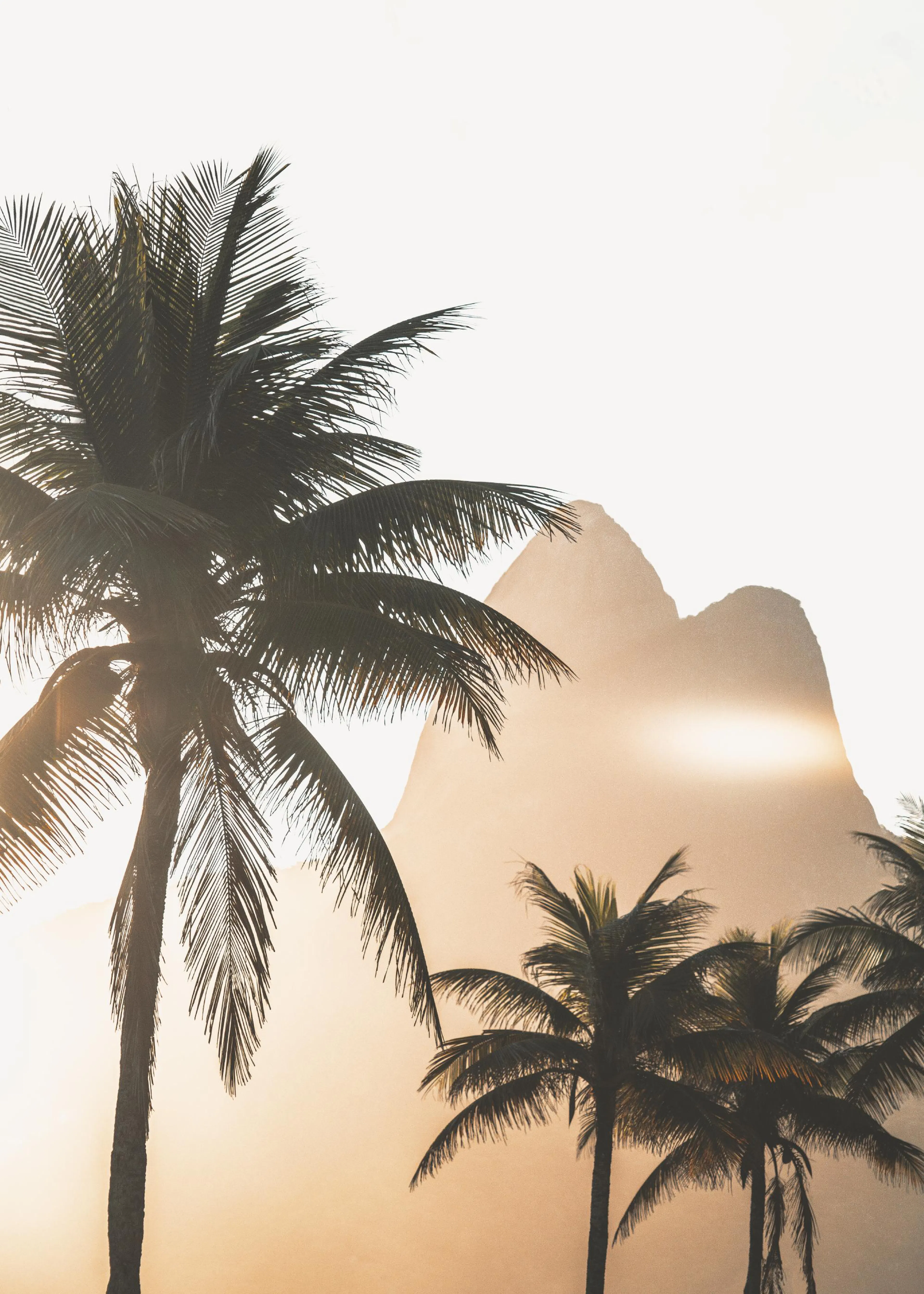 Poster: Palmen vor einem Berg bei Sonnenuntergang in warmen Goldtönen, tropische Naturlandschaft.