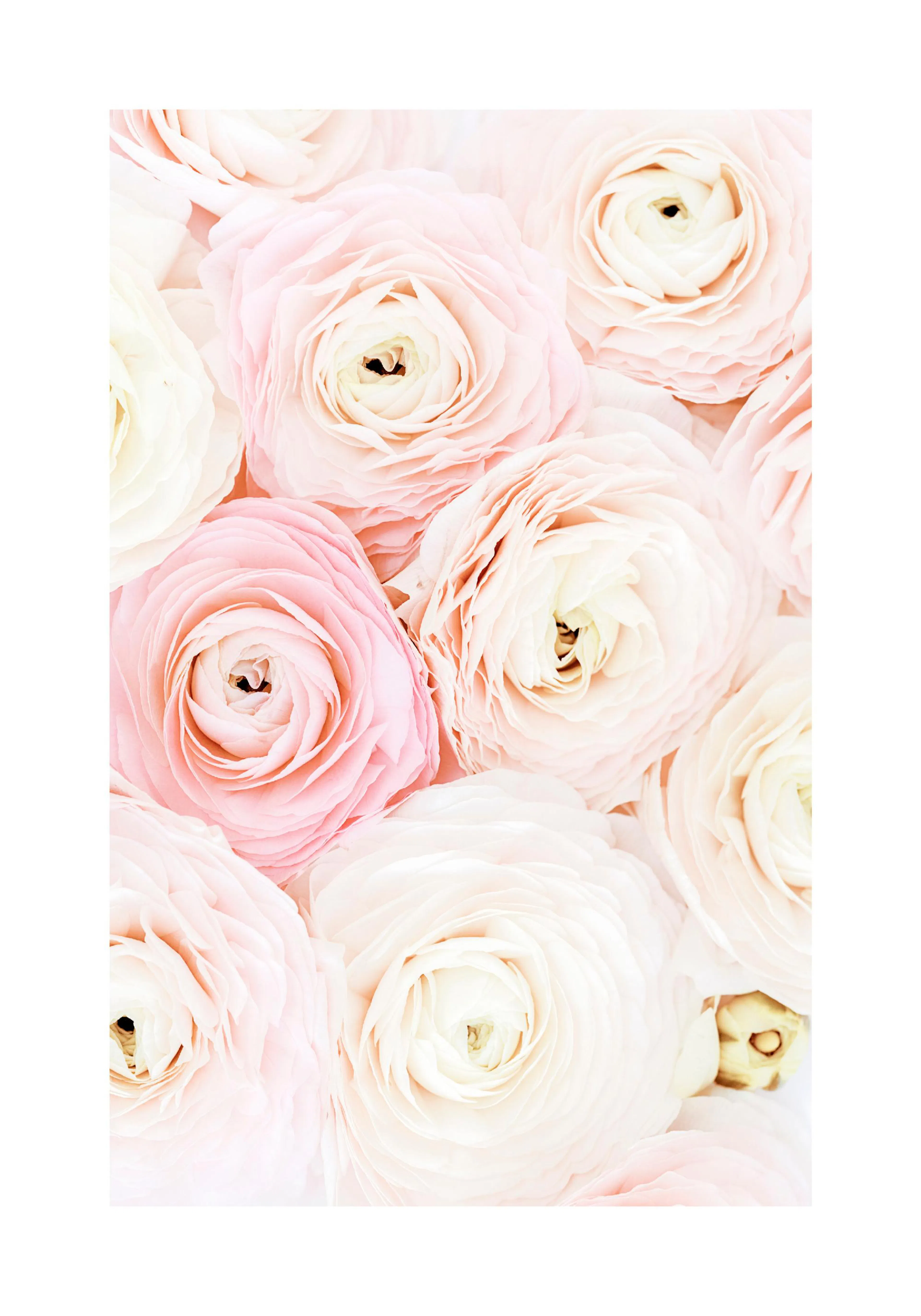 A poster featuring a close-up of light pink and cream ranunculus flowers with delicate petals.