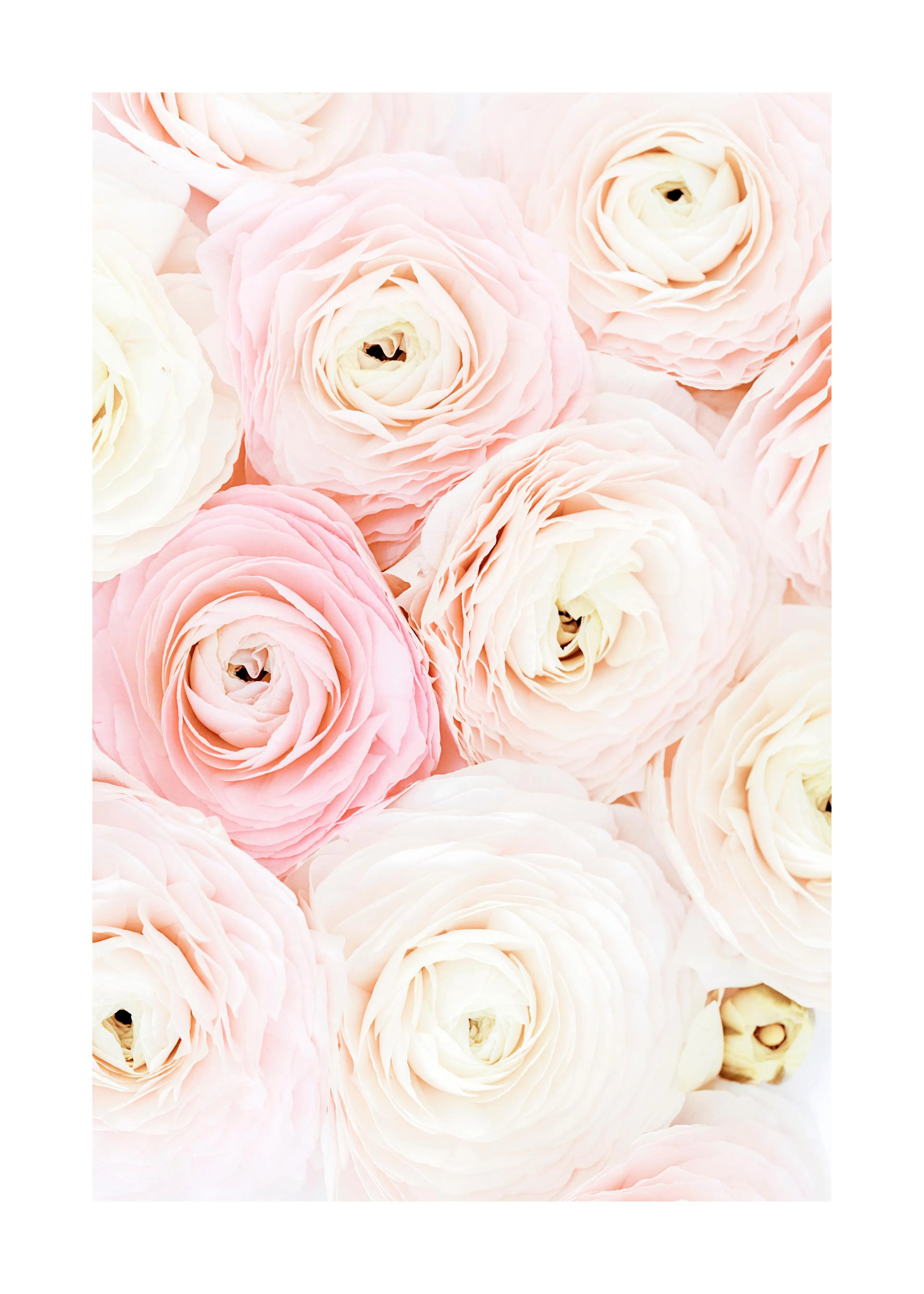 Poster avec gros plan de renoncules pâles roses et blanches aux pétales délicats et serrés.