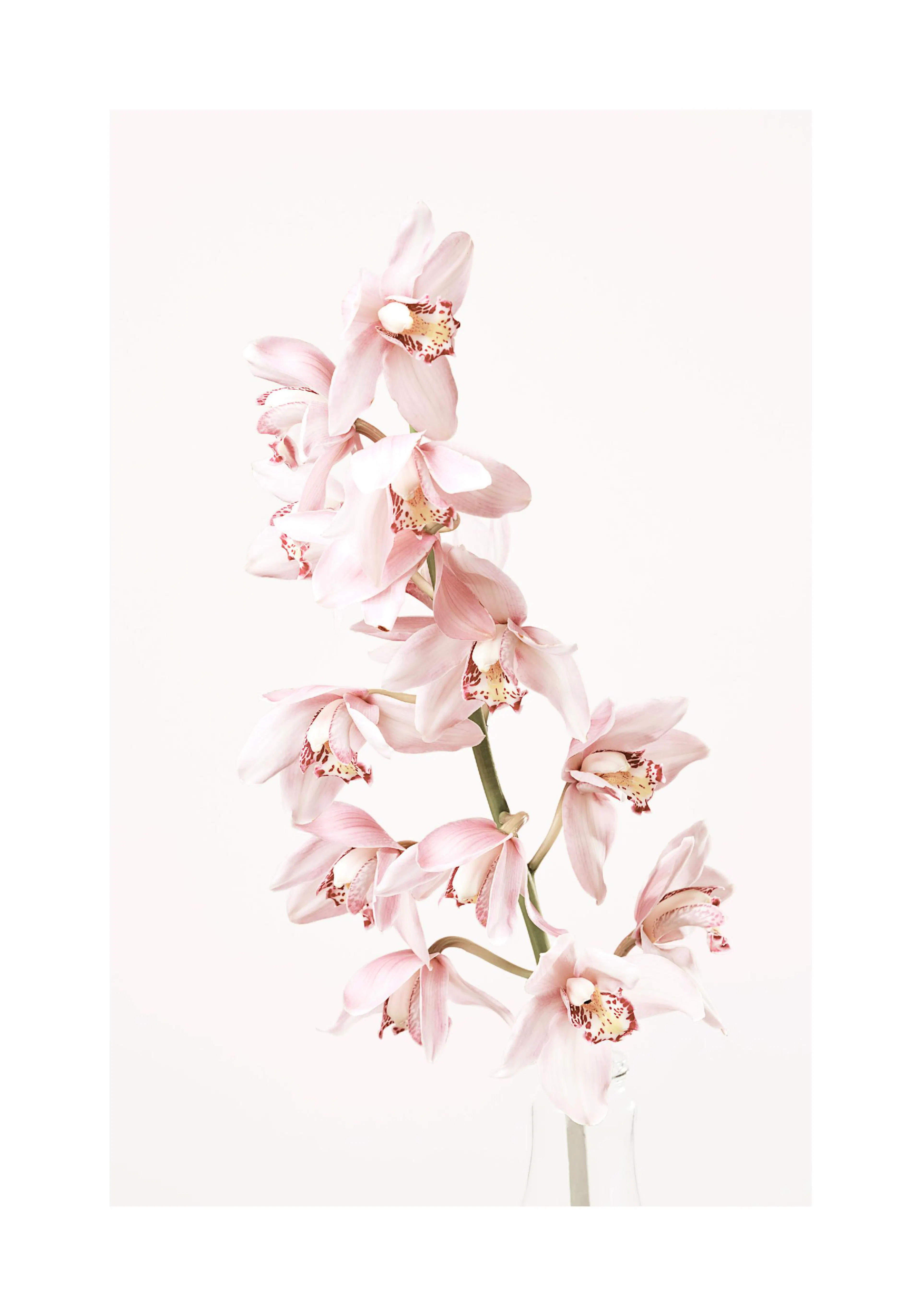 A poster of pink orchids with red and yellow speckled centers, arranged on a pale white background.