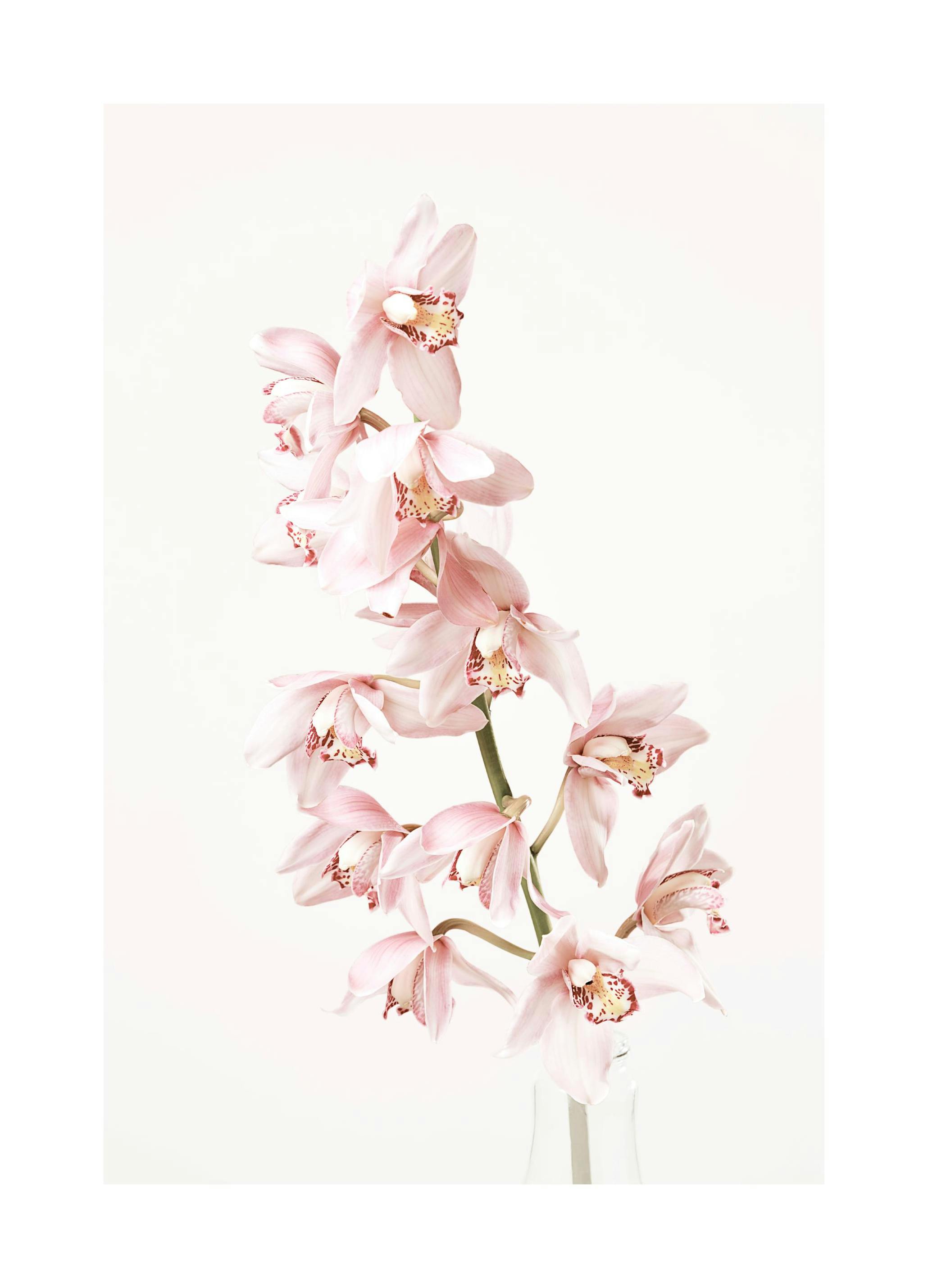 Orchid Flower Poster (21x30 cm) - Poster Store