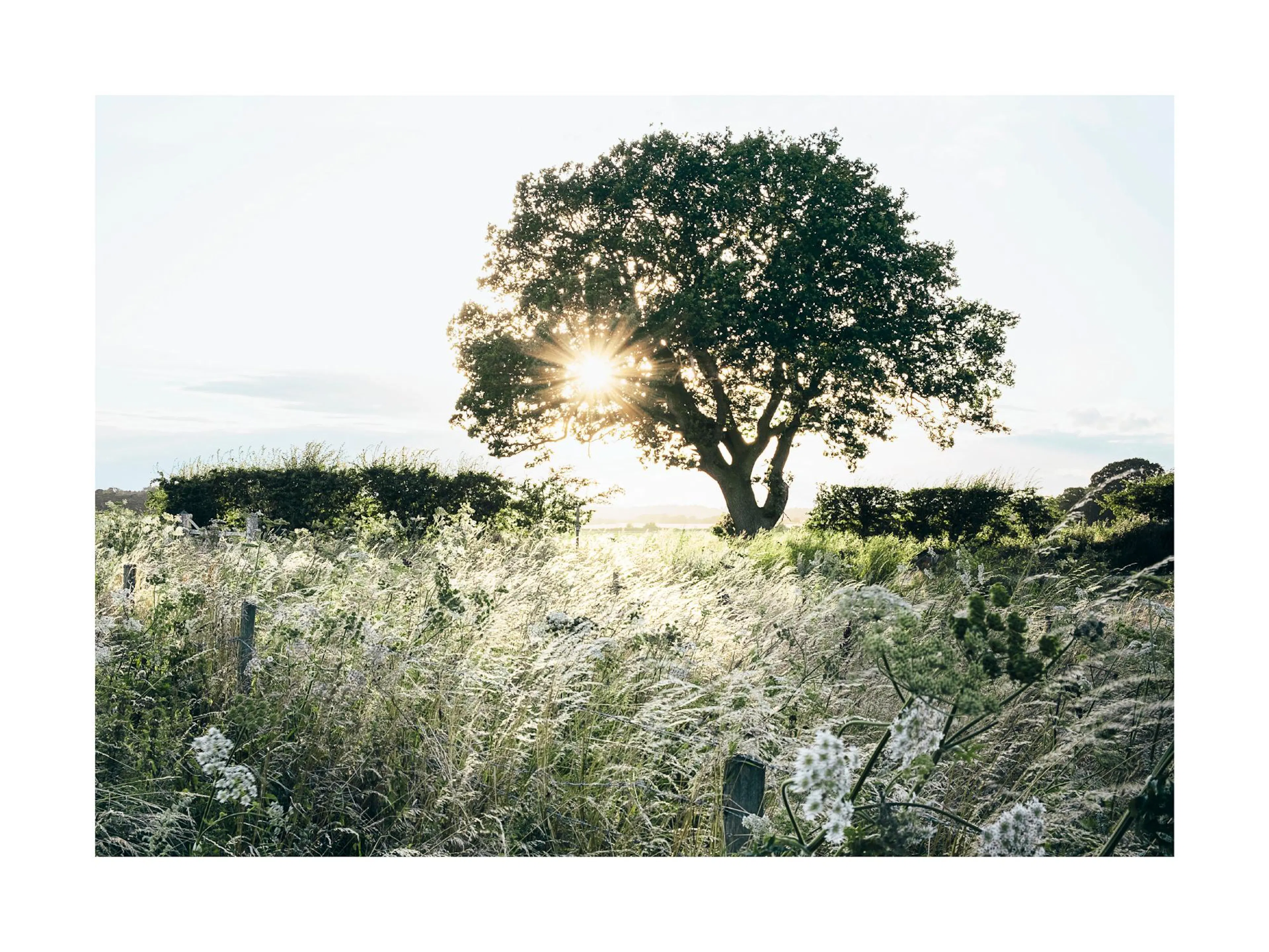 A poster featuring a sunburst behind a large tree in a field of tall grass and wildflowers.