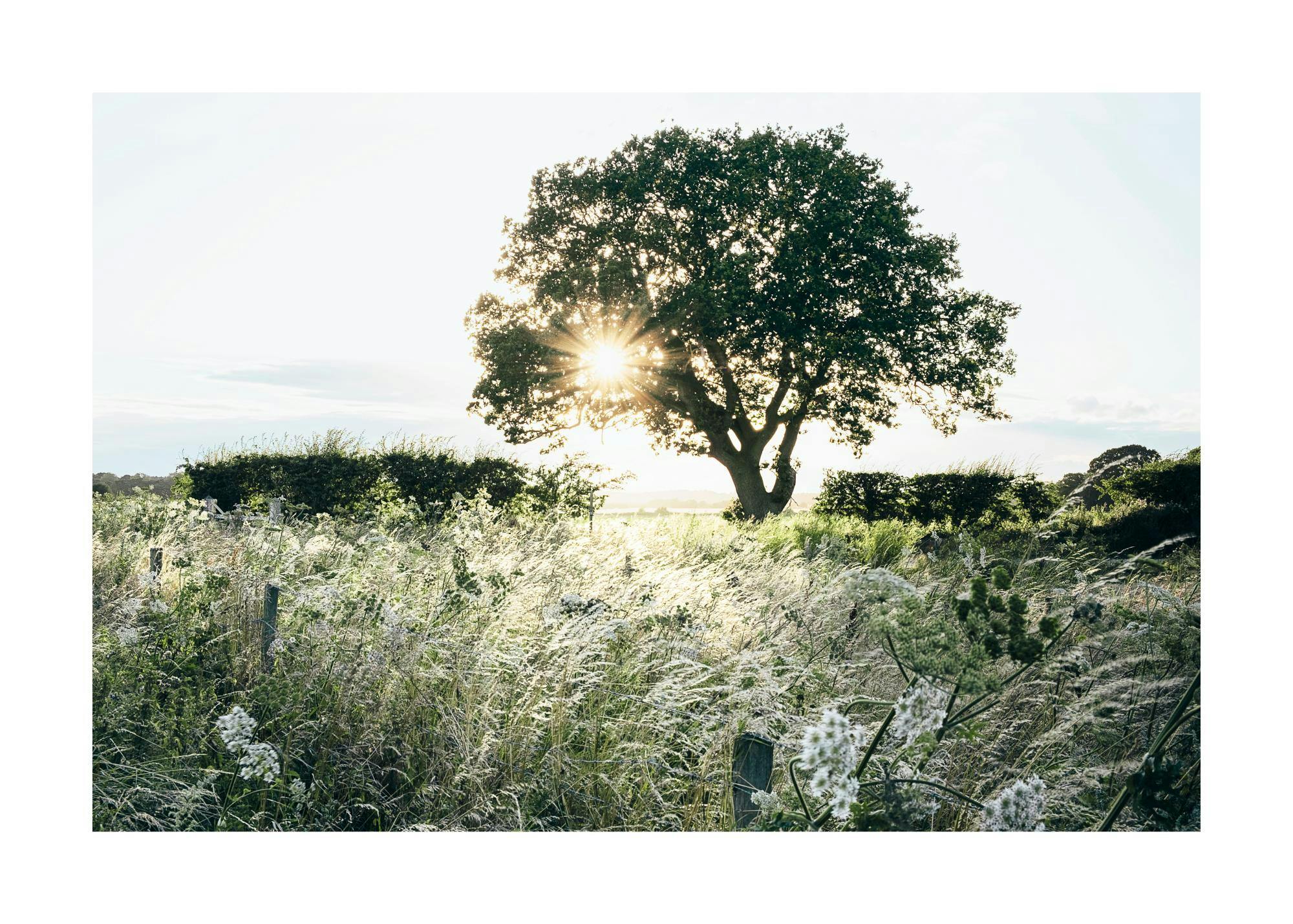 A poster featuring a sunburst behind a large tree in a field of tall grass and wildflowers.