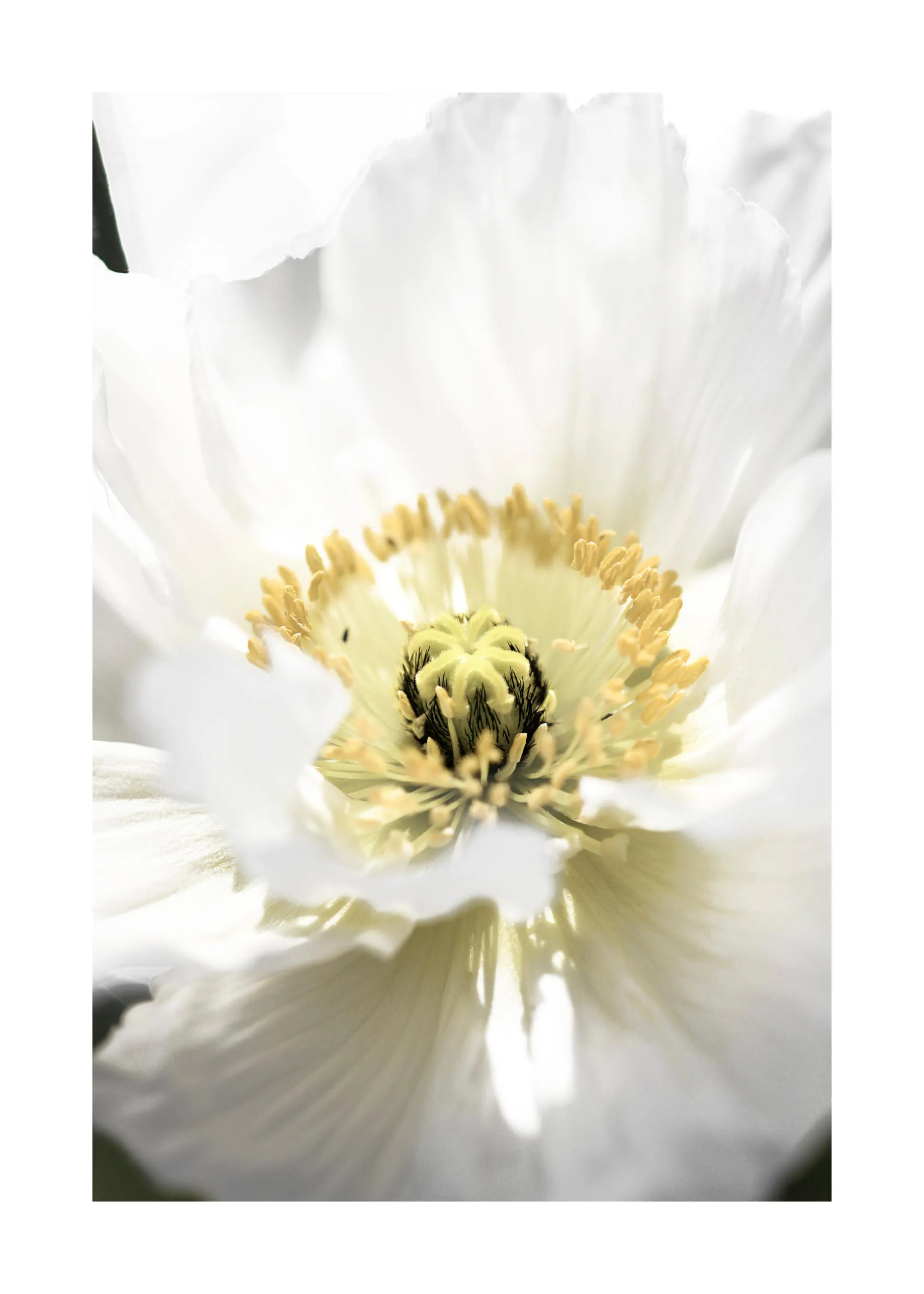 A poster featuring a close-up of a white poppy flower with delicate petals and a vibrant yellow center.