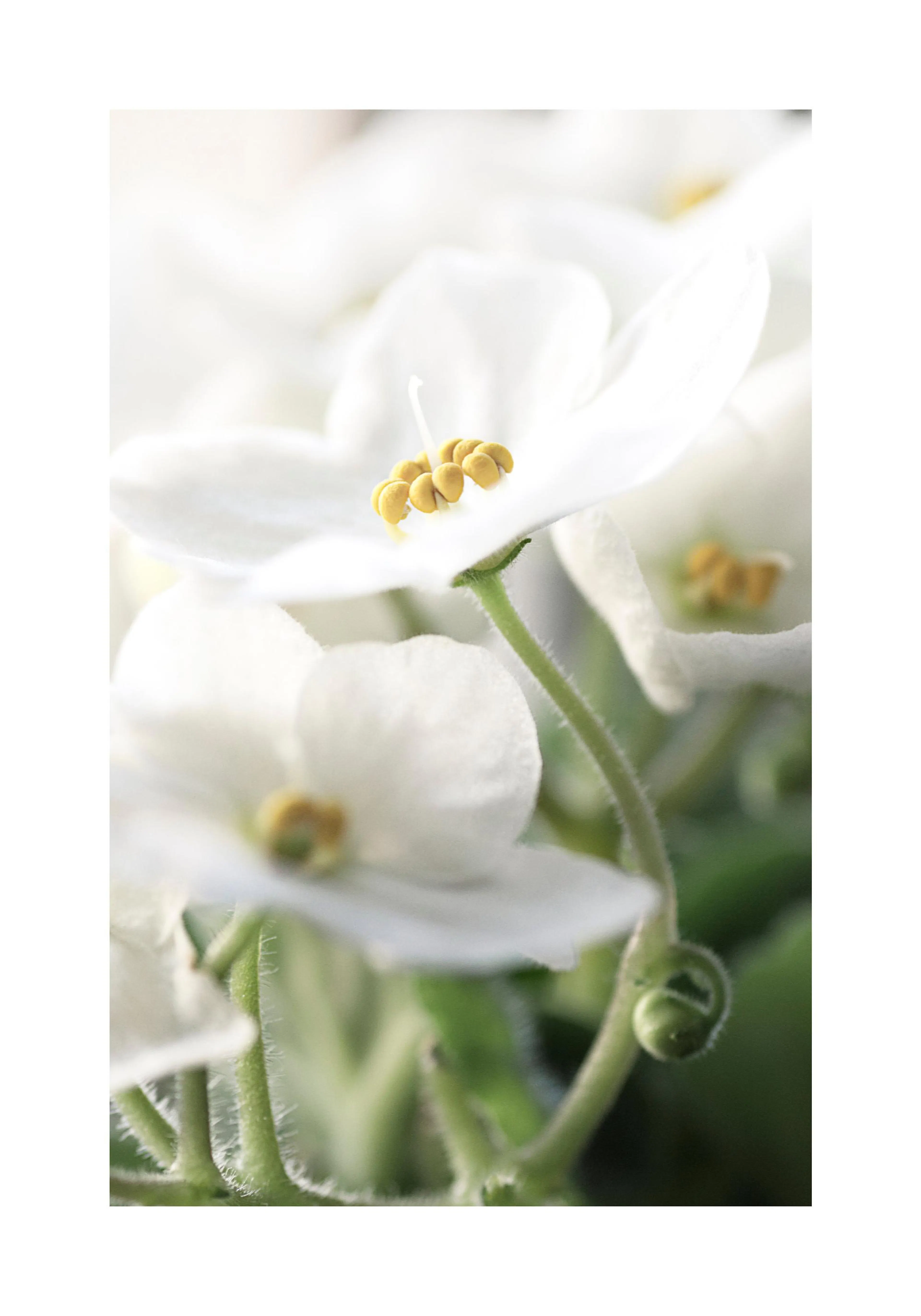 A poster featuring a close-up of delicate white flowers with prominent yellow centres and fuzzy green stems.