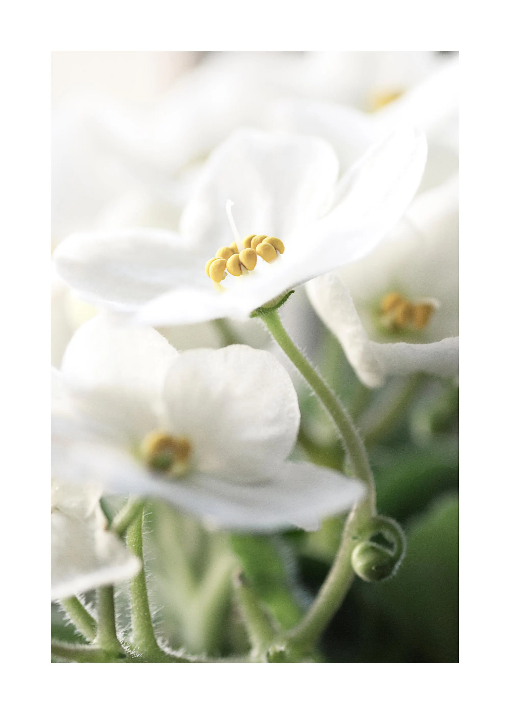 Plakát s detailním záběrem na bílé květy s jasně žlutými středy, zvýrazňující jemné detaily.