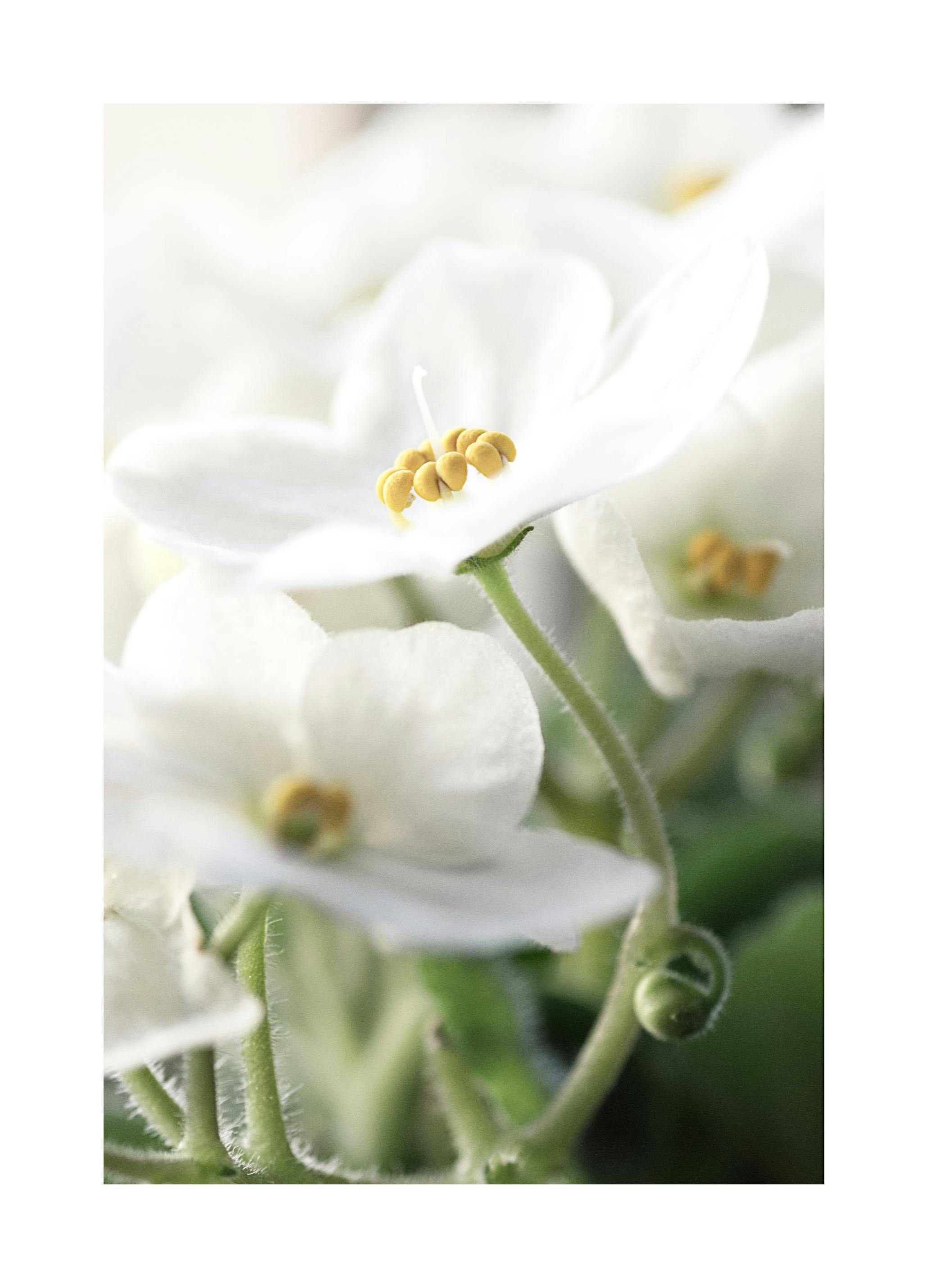 Blooming White Poster (21x30 cm) - Poster Store