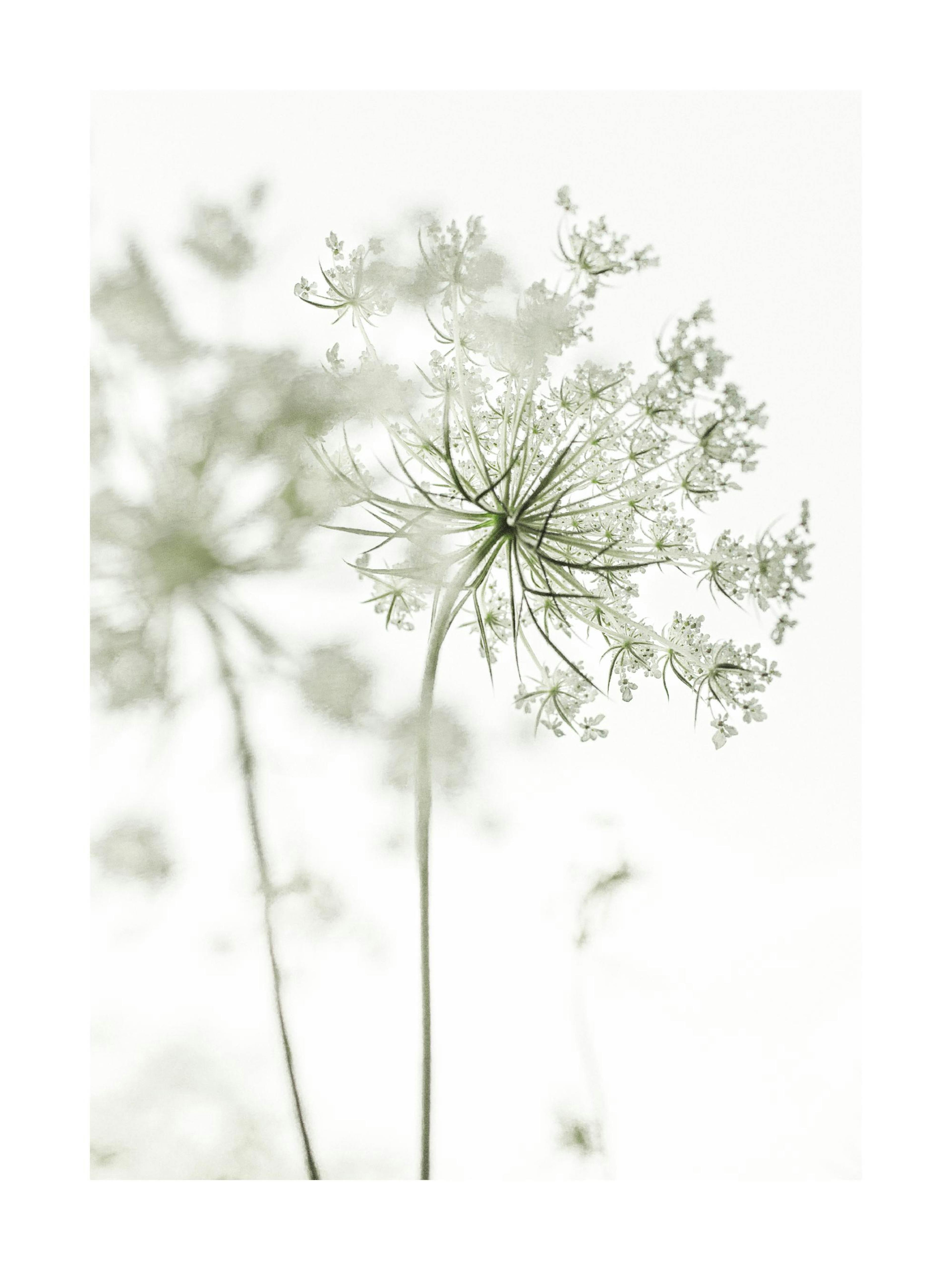 Póster de una flor blanca con tallos verdes, vista de cerca contra un fondo blanco, con un efecto borroso.