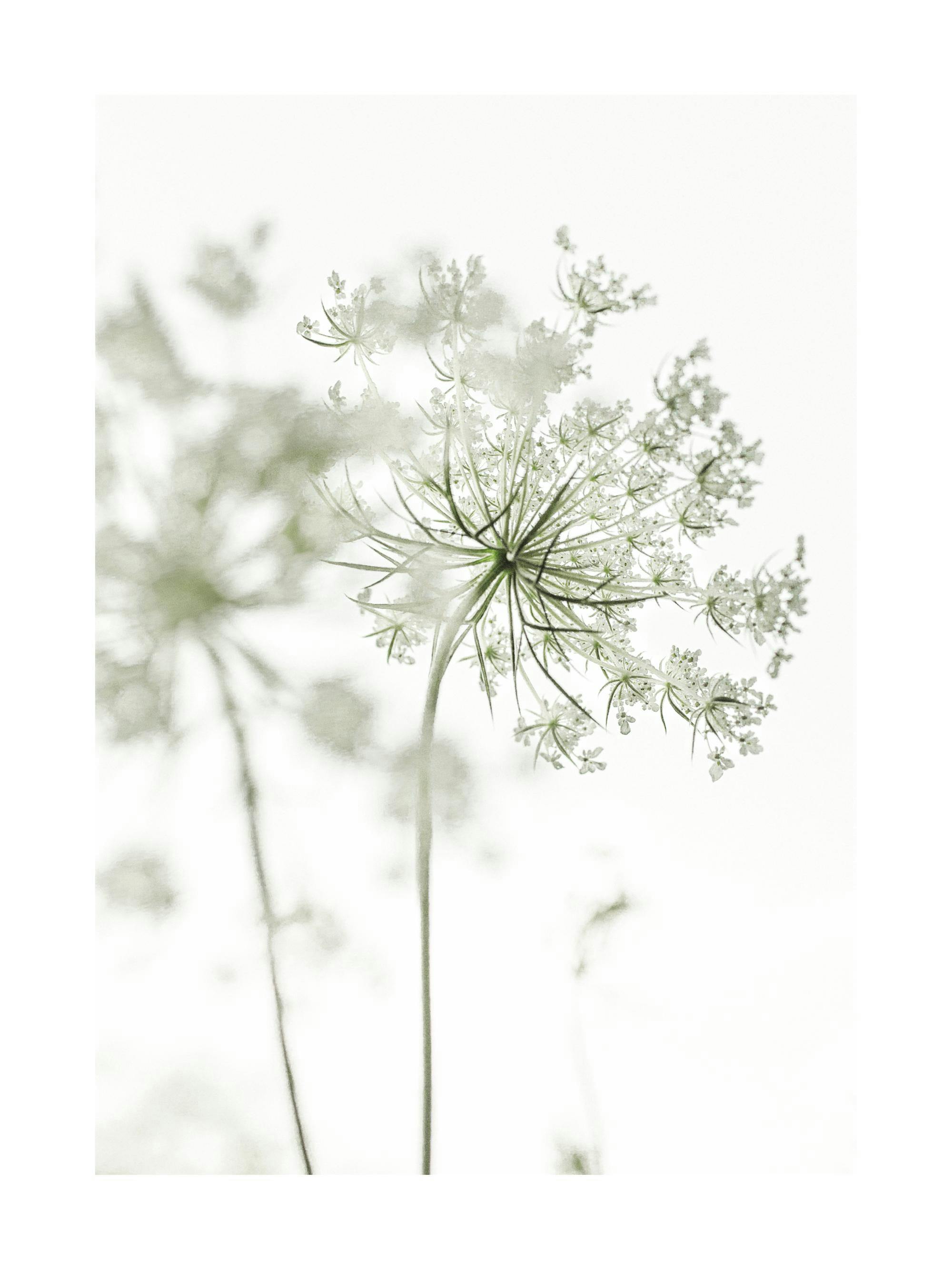 En plakat med en hvid og lysegrøn blomst med en detaljeret forgrund og sløret baggrund.