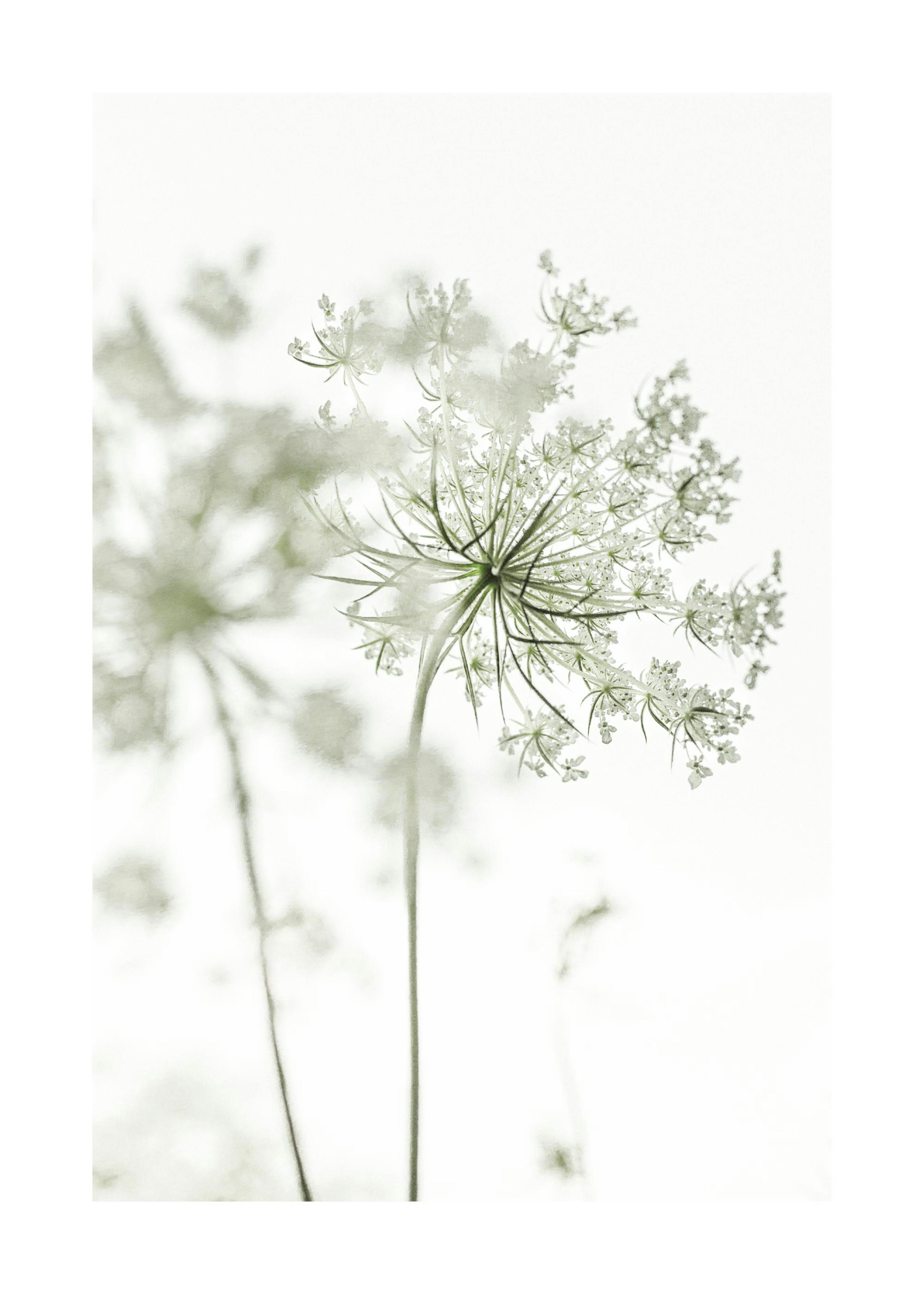 Lace Flower Poster 0